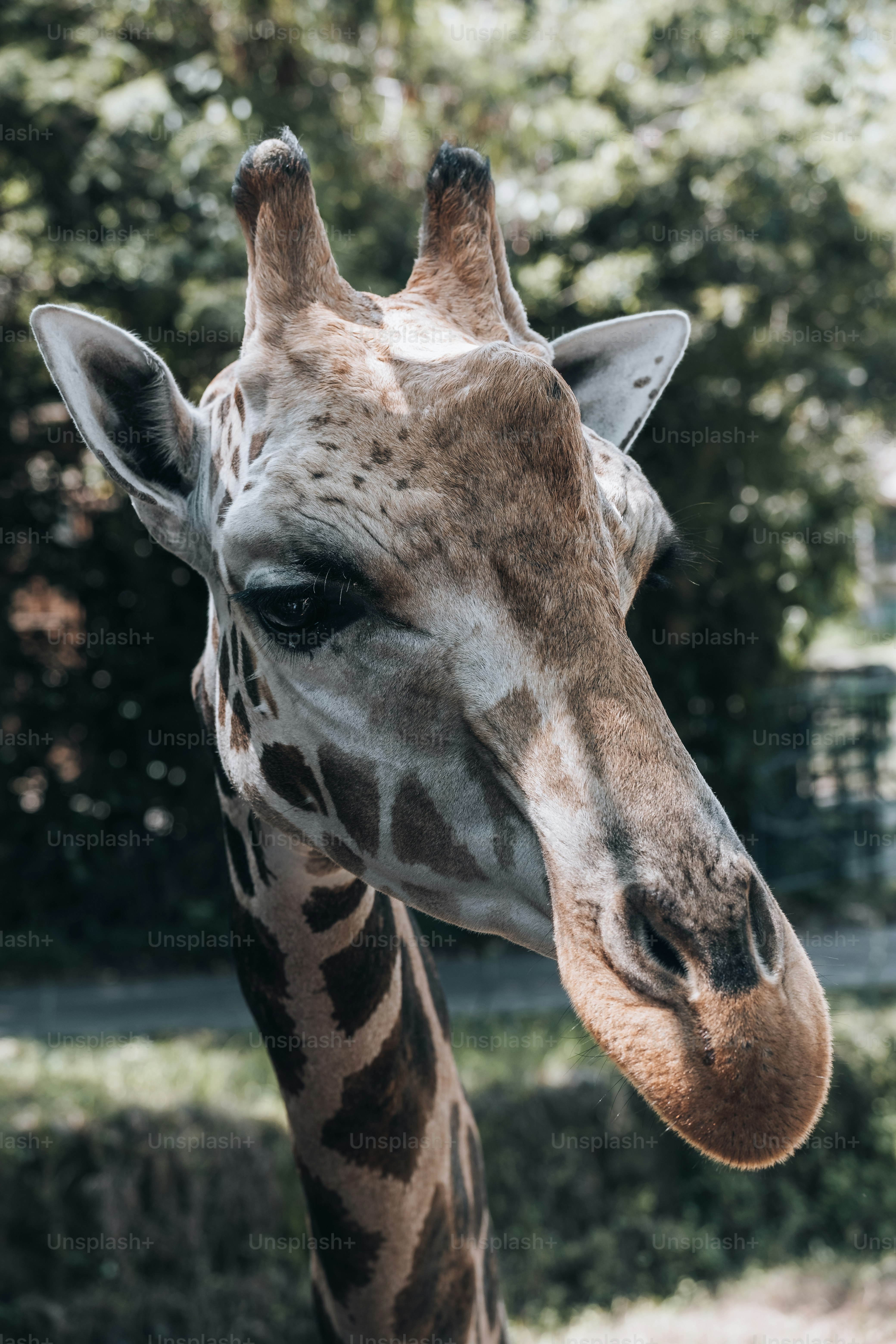 a giraffe stands in front of a tree
