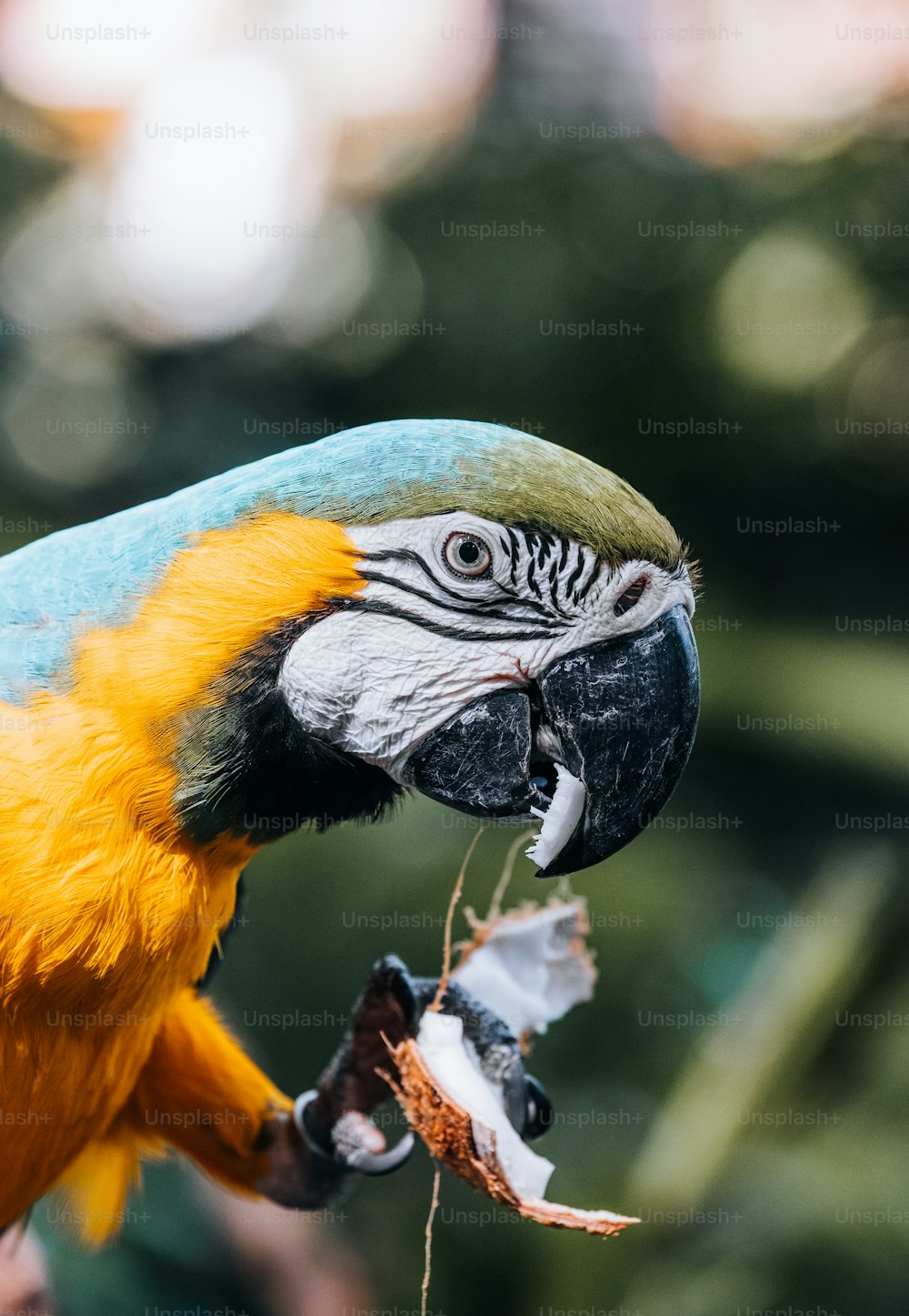 Un pájaro con una cabeza amarilla y azul