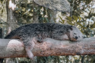 a raccoon lying on a tree branch
