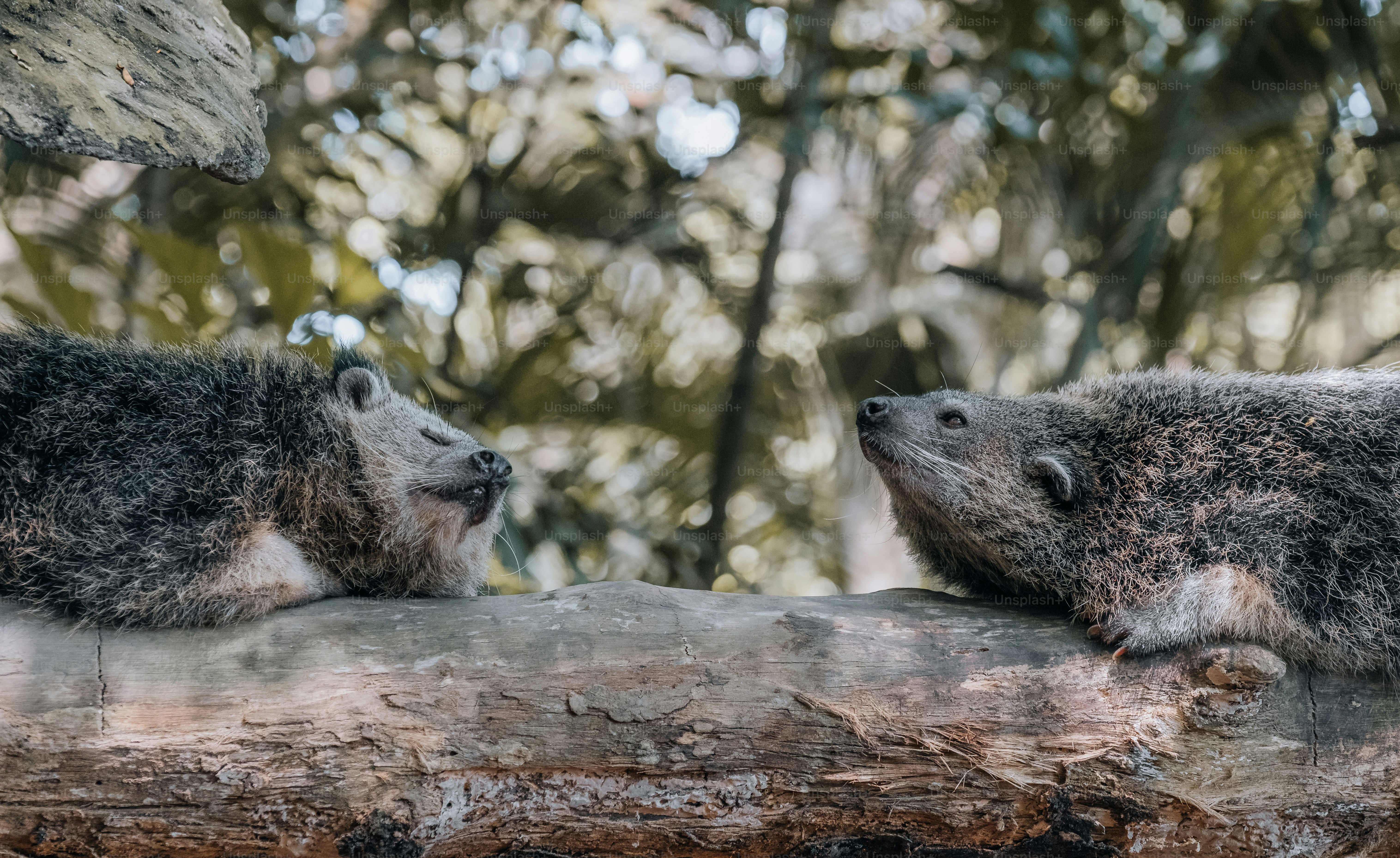 a couple of raccoons on a log