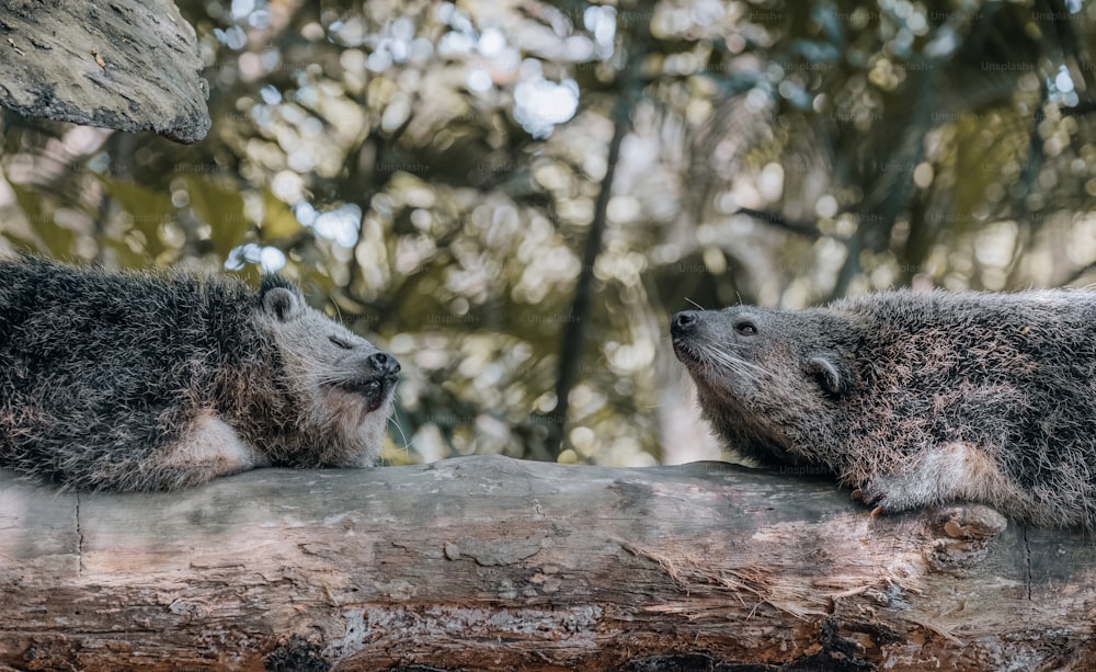a couple of raccoons on a log