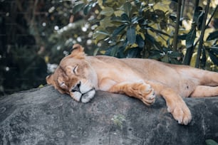 a lion lying on a rock