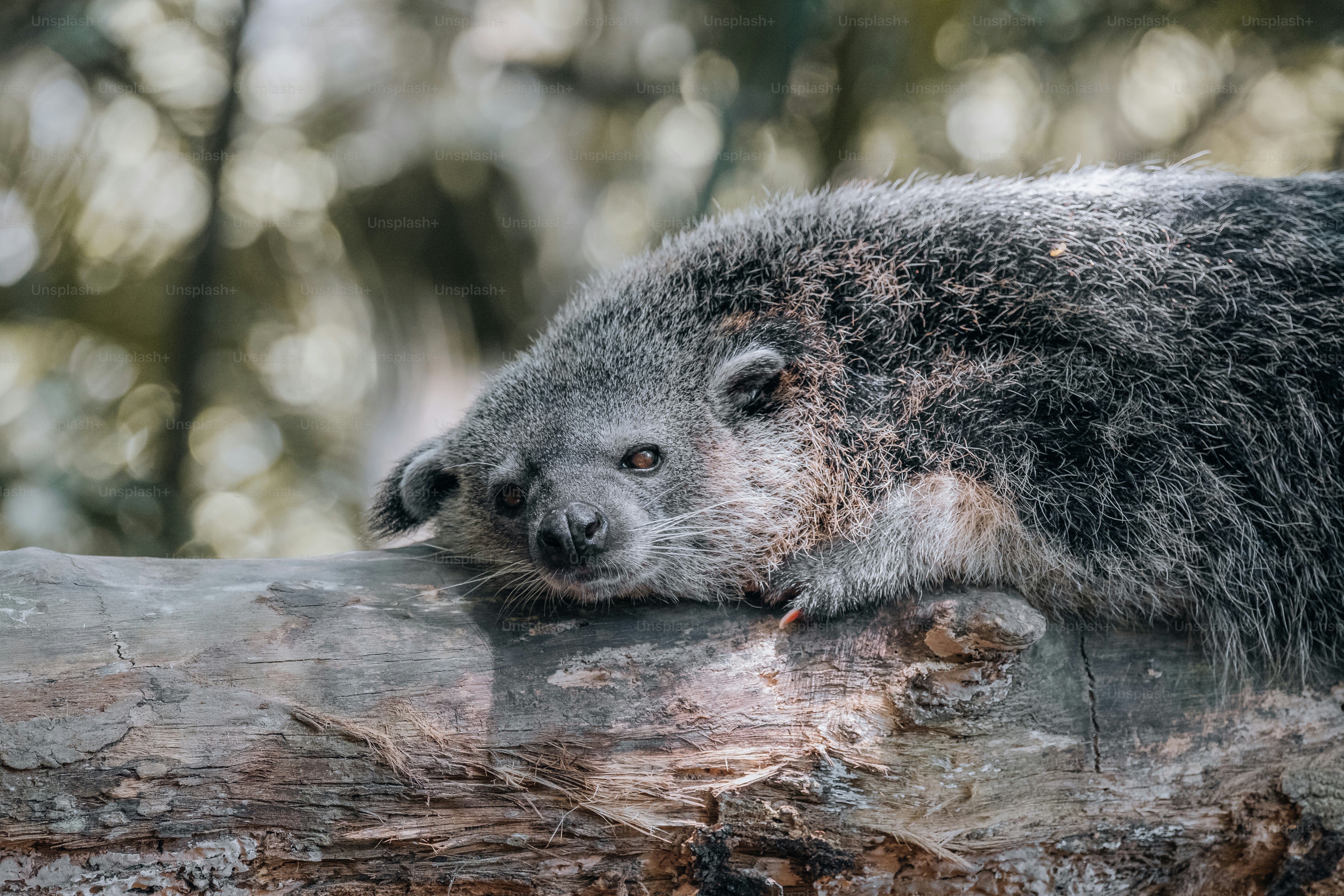 a small animal on a log
