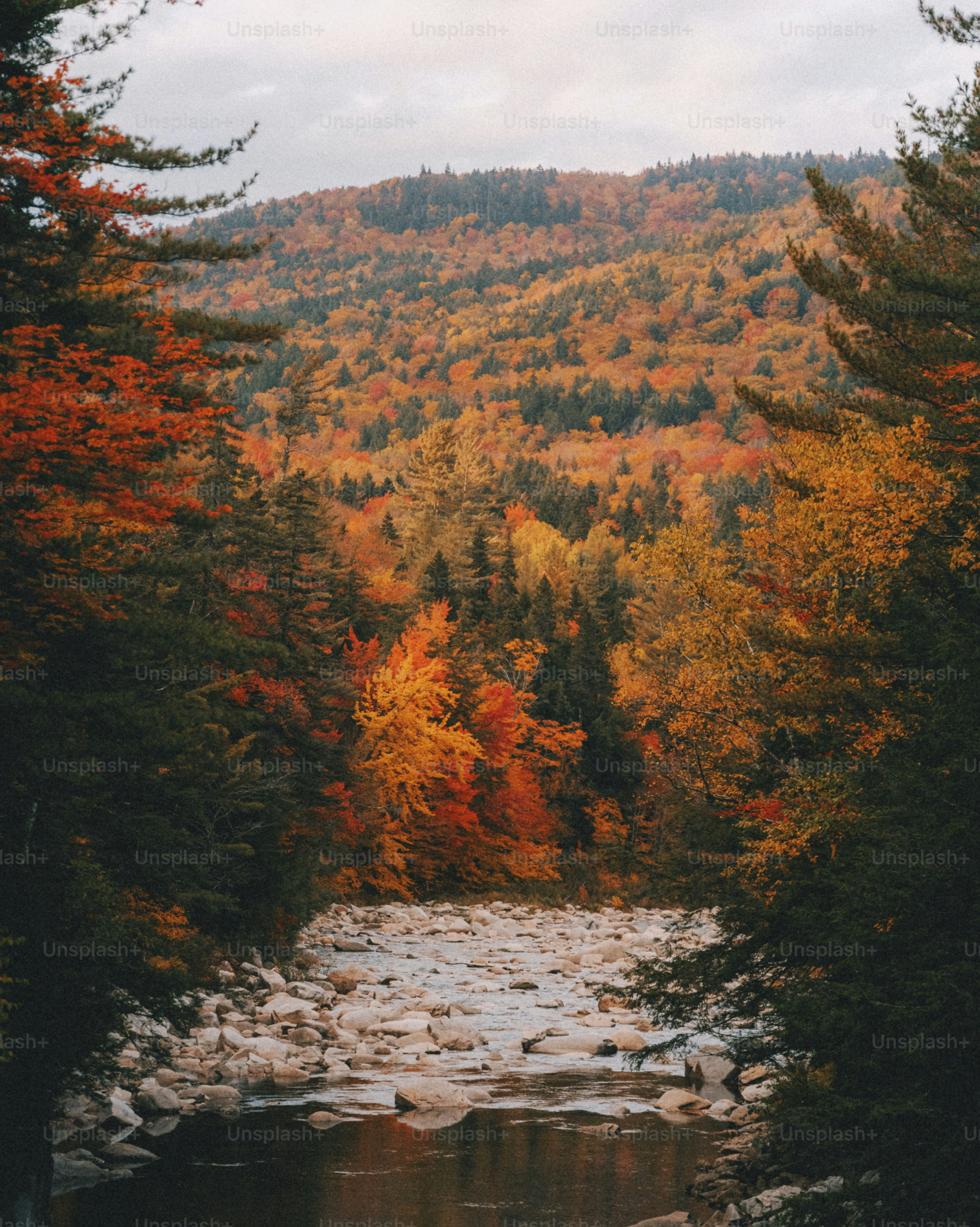 une rivière entourée d’arbres