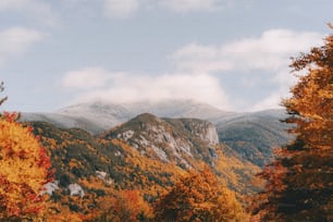 a mountain with trees on it