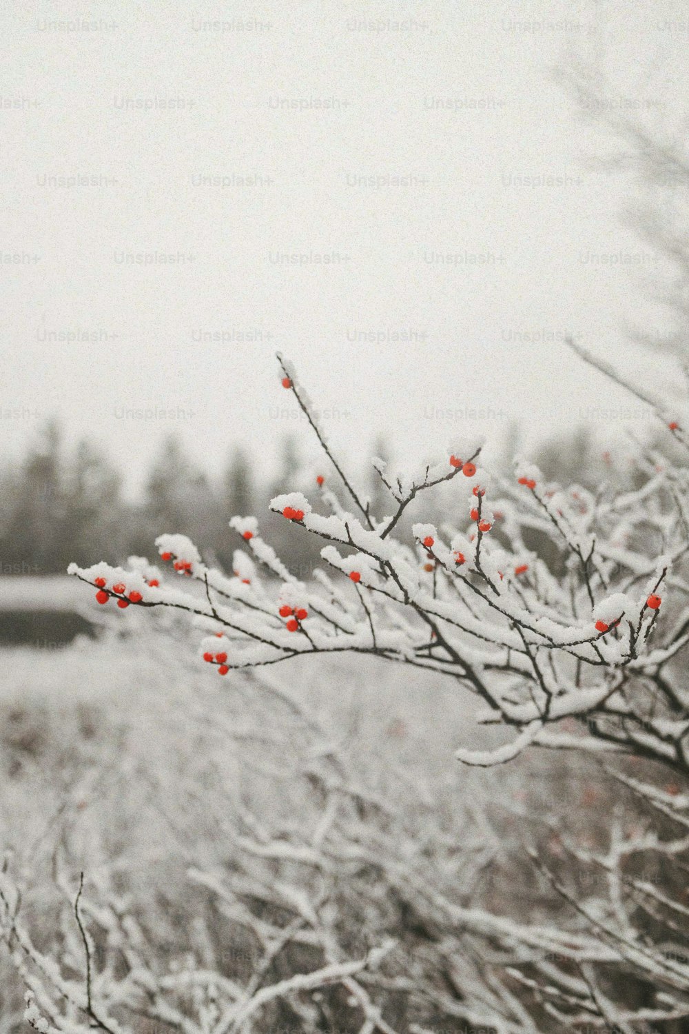 a tree with red flowers