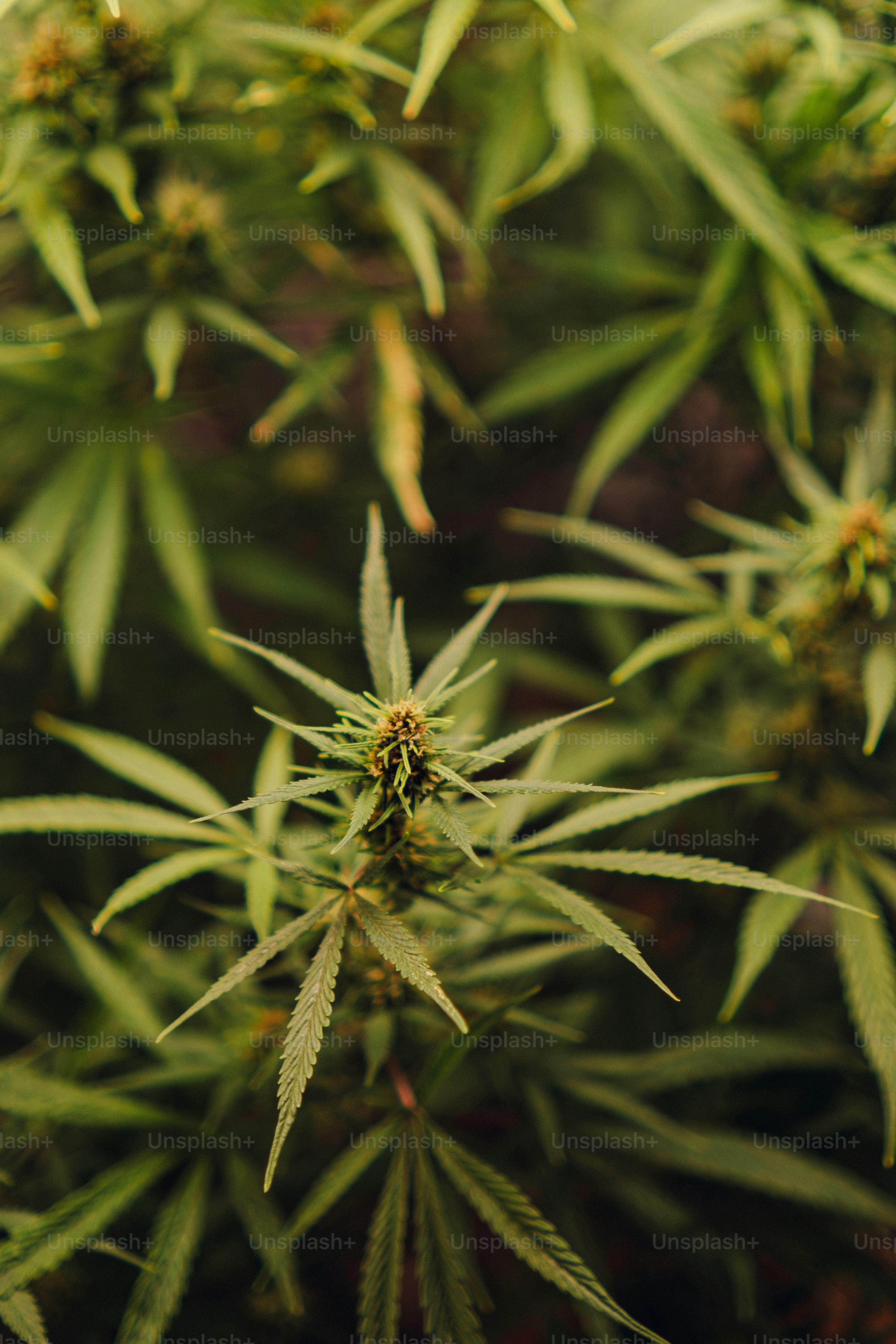 Un ragno su una pianta