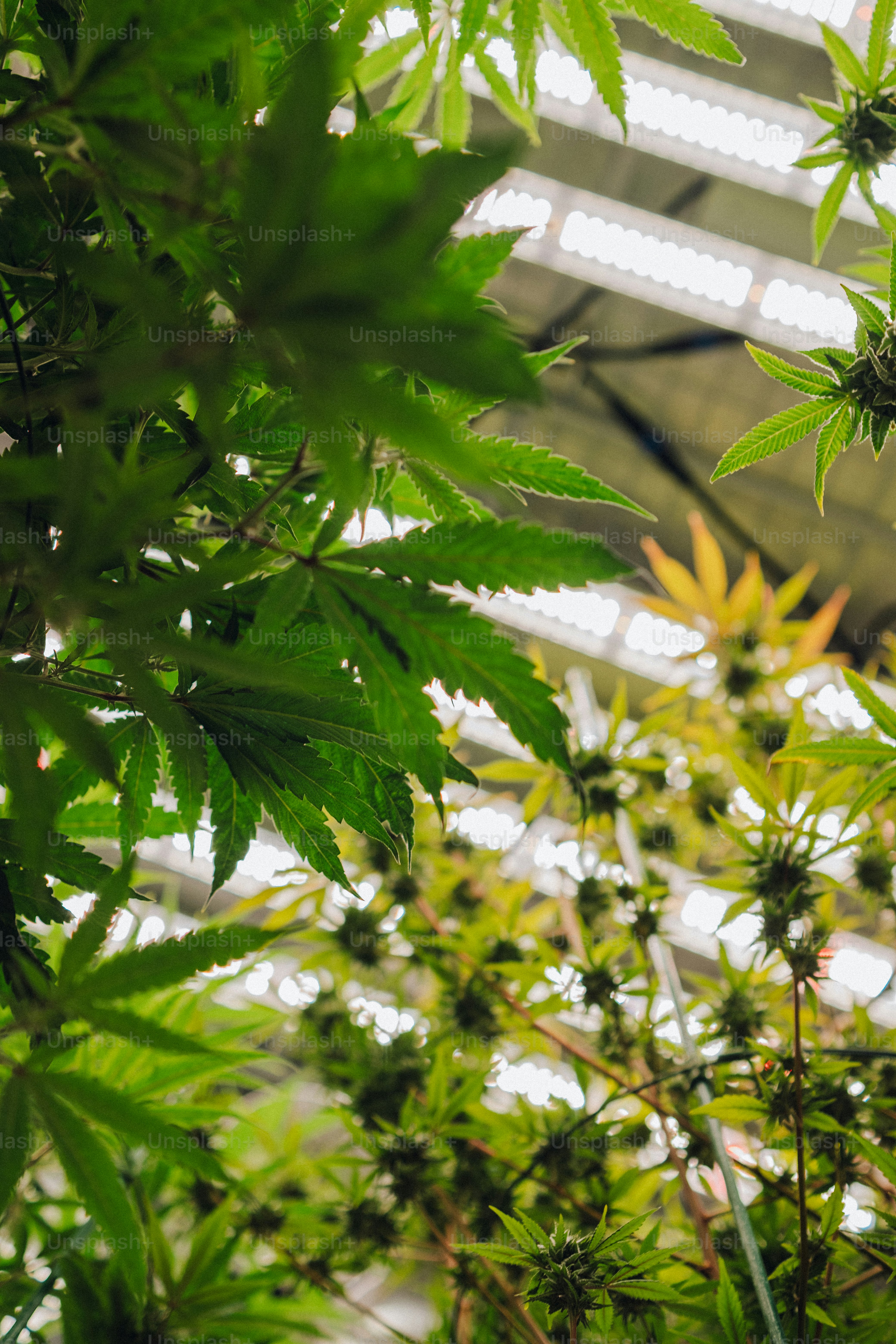 un primo piano di una pianta