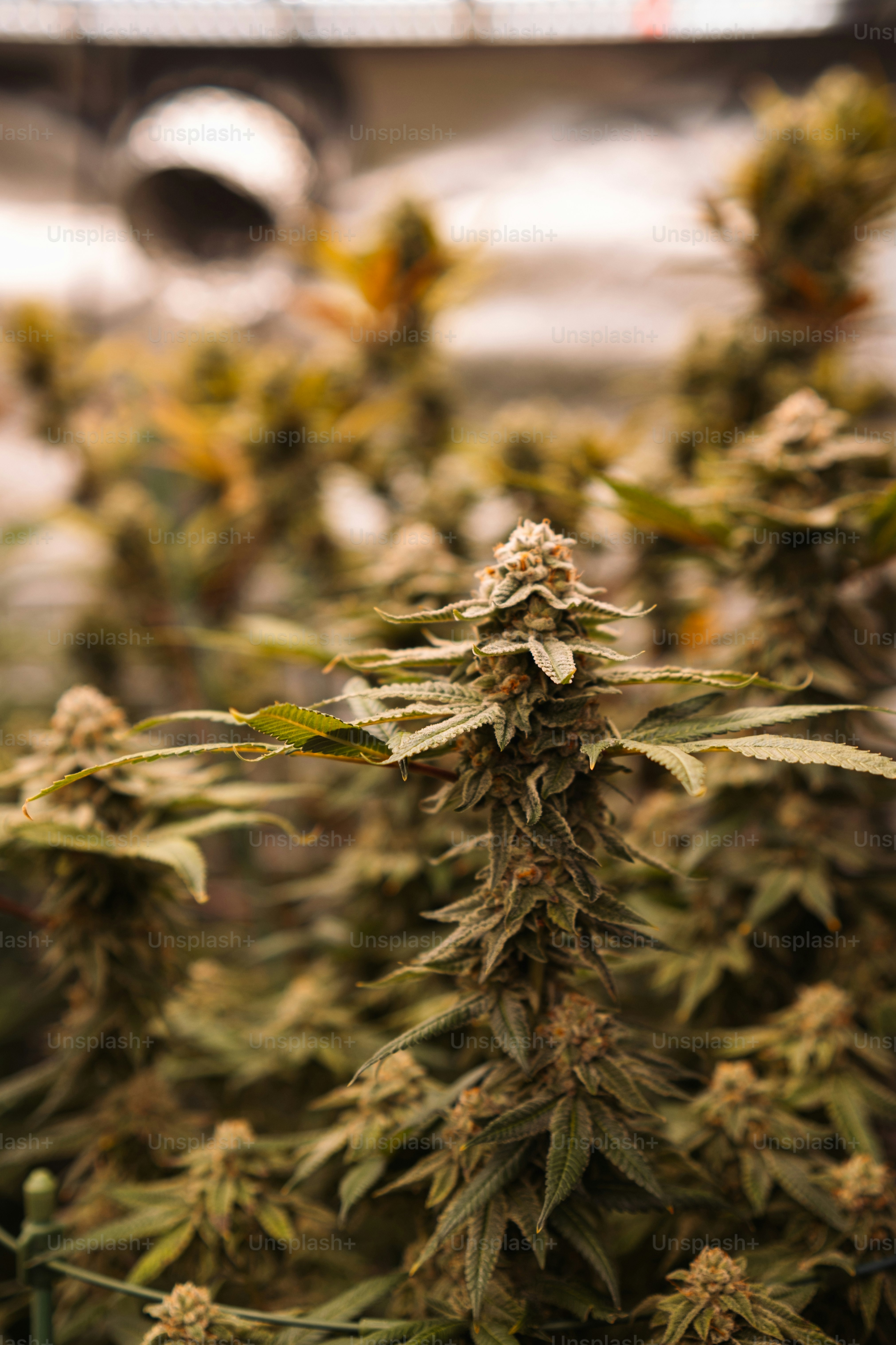 Primo piano di una pianta