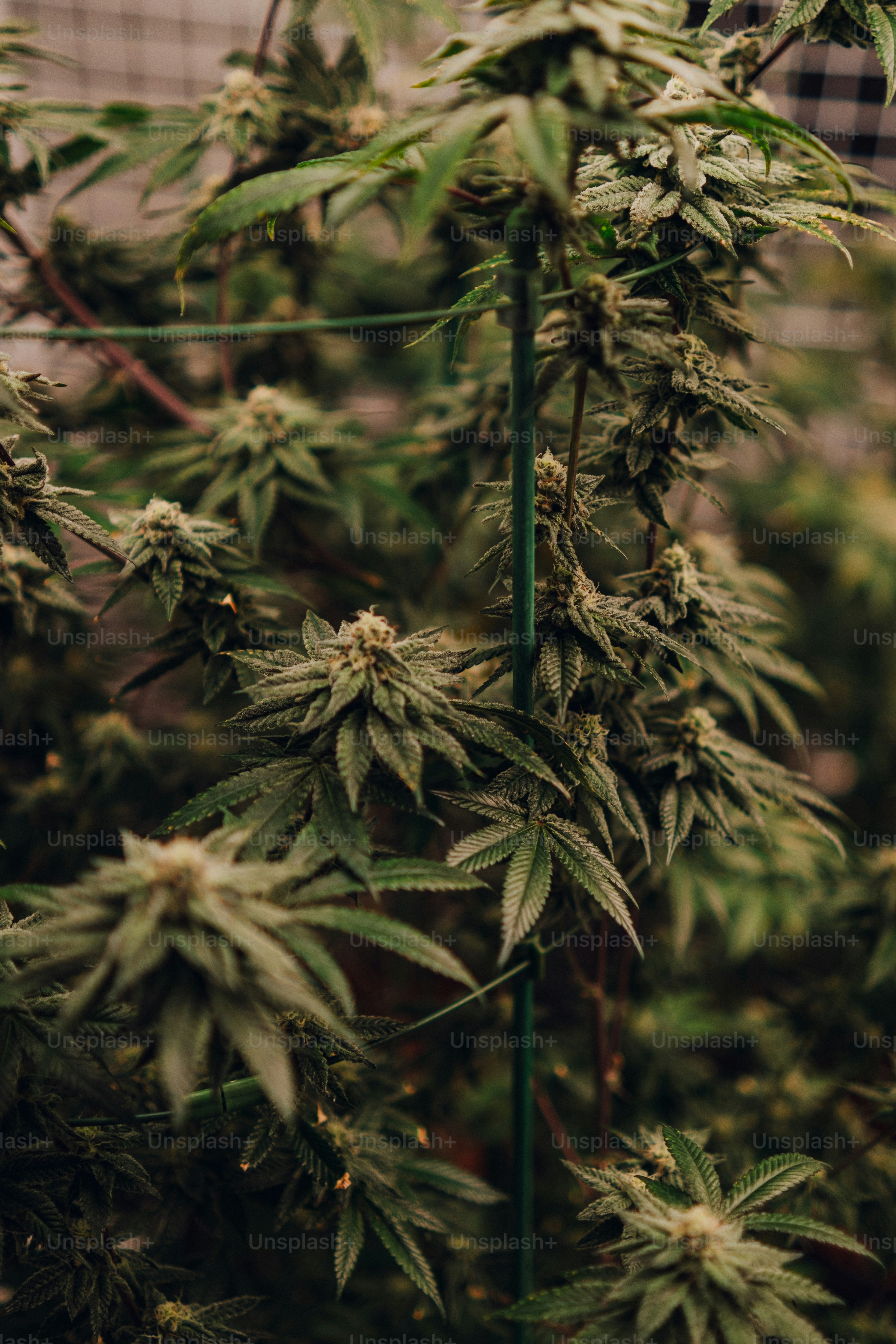 michigan dispensary near me