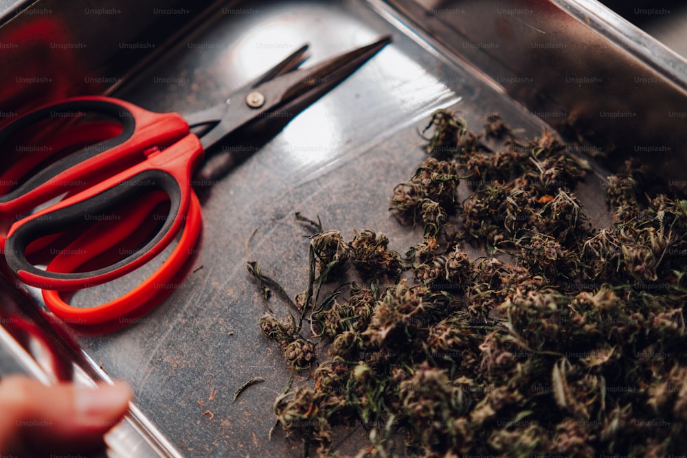 45,628+ Marihuana Pictures  Download Free Images on Unsplash