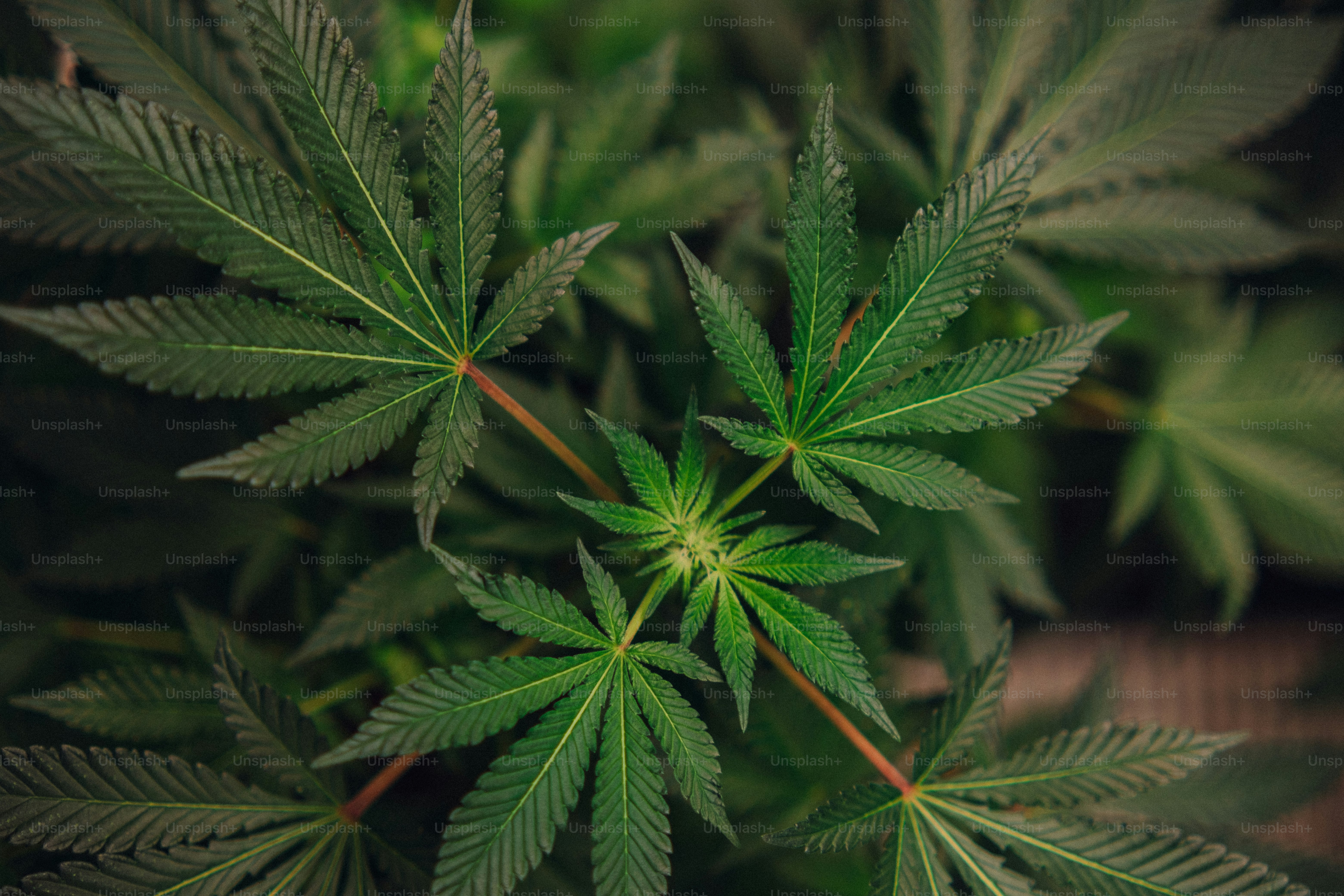 a close up of a plant