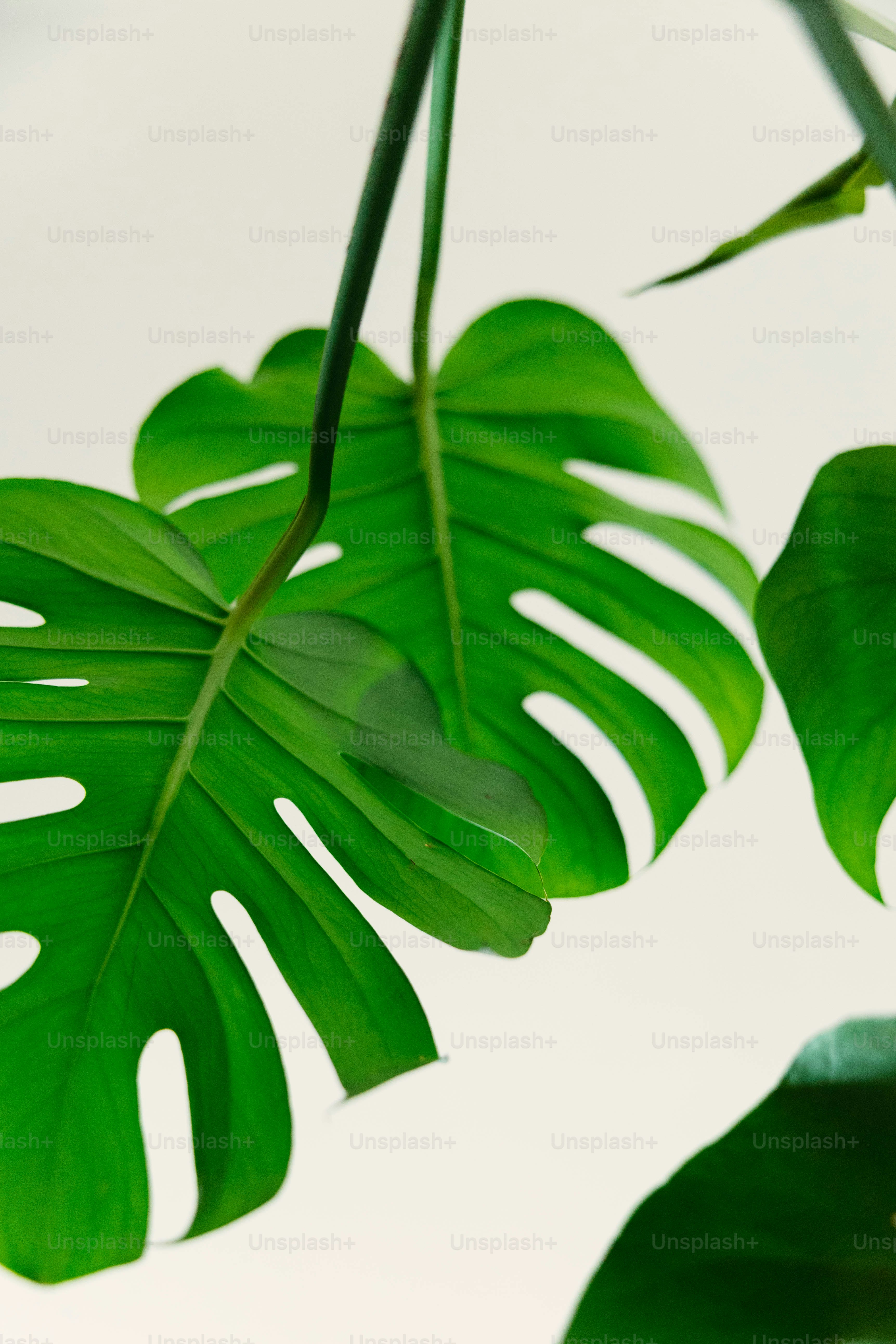 a close-up of a plant