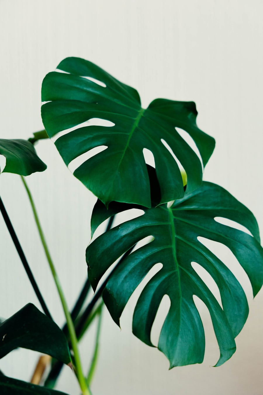 Justiss, RN & Founder