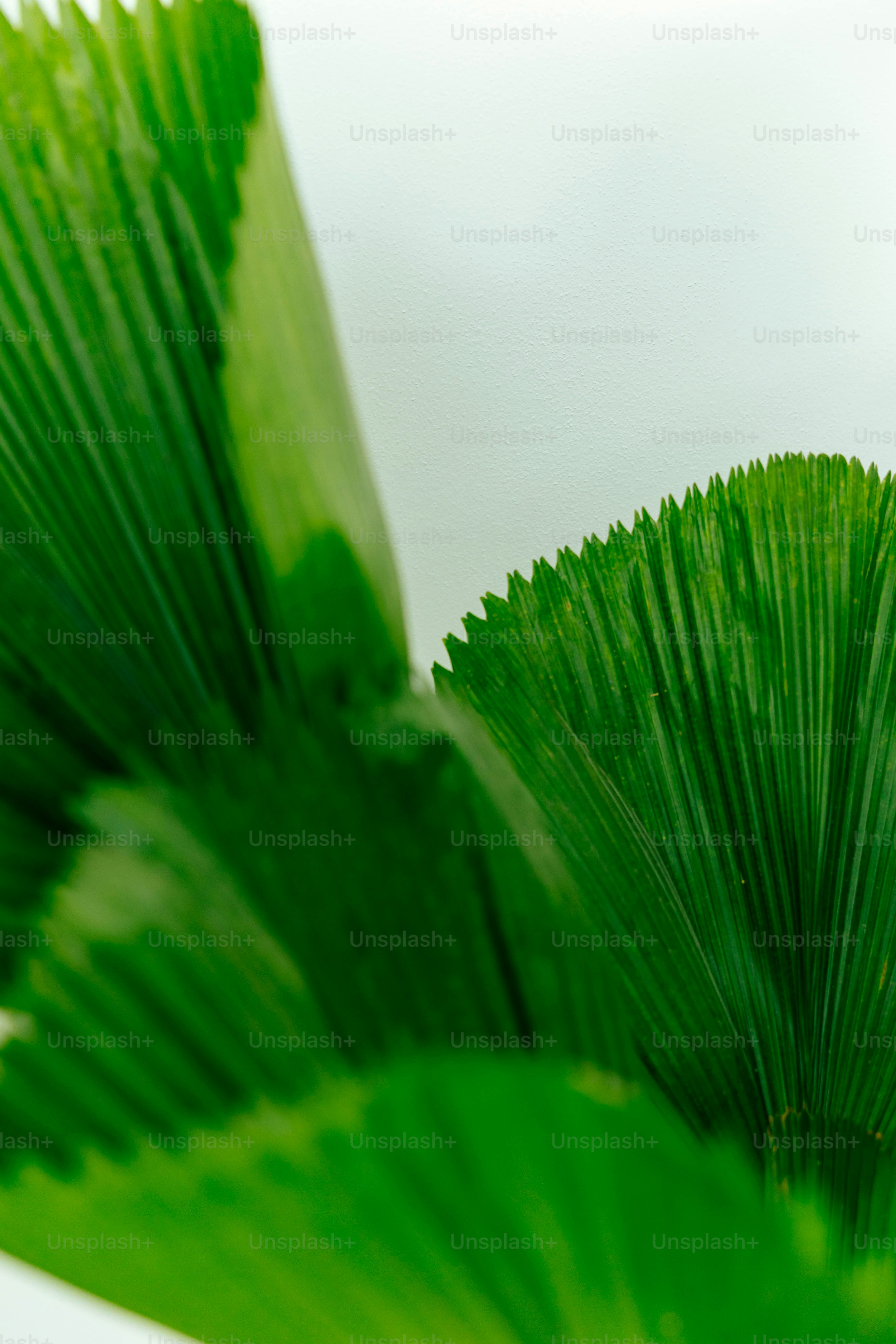 식물의 클로즈업