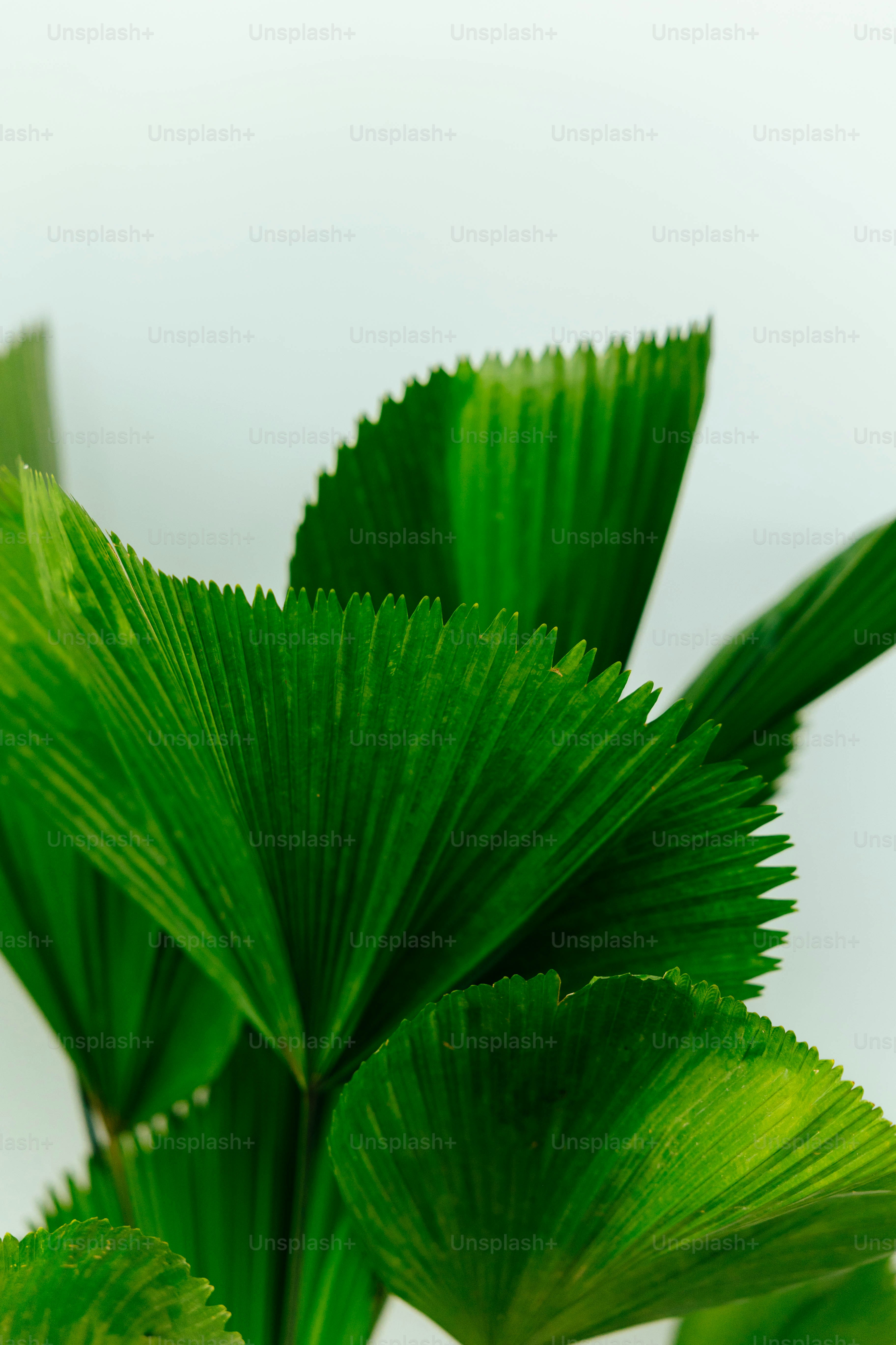 나뭇잎의 클로즈업