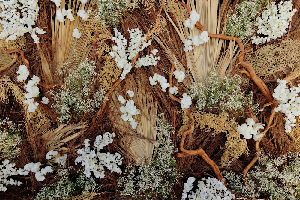 a tree with white flowers