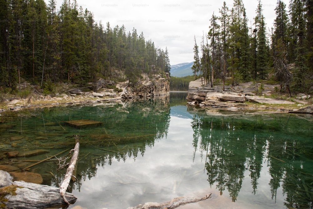 Un río con árboles y rocas