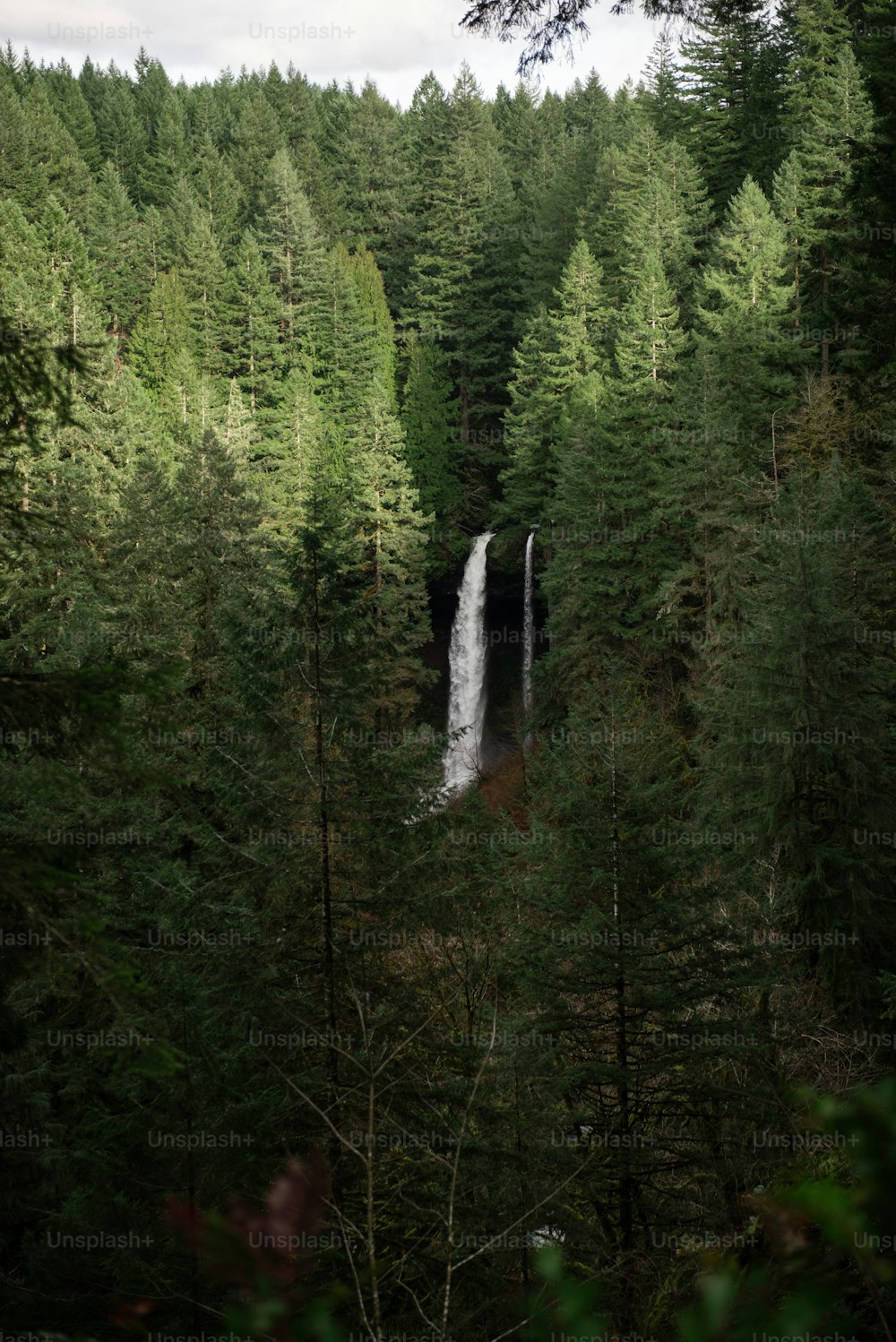 Une cascade dans une forêt