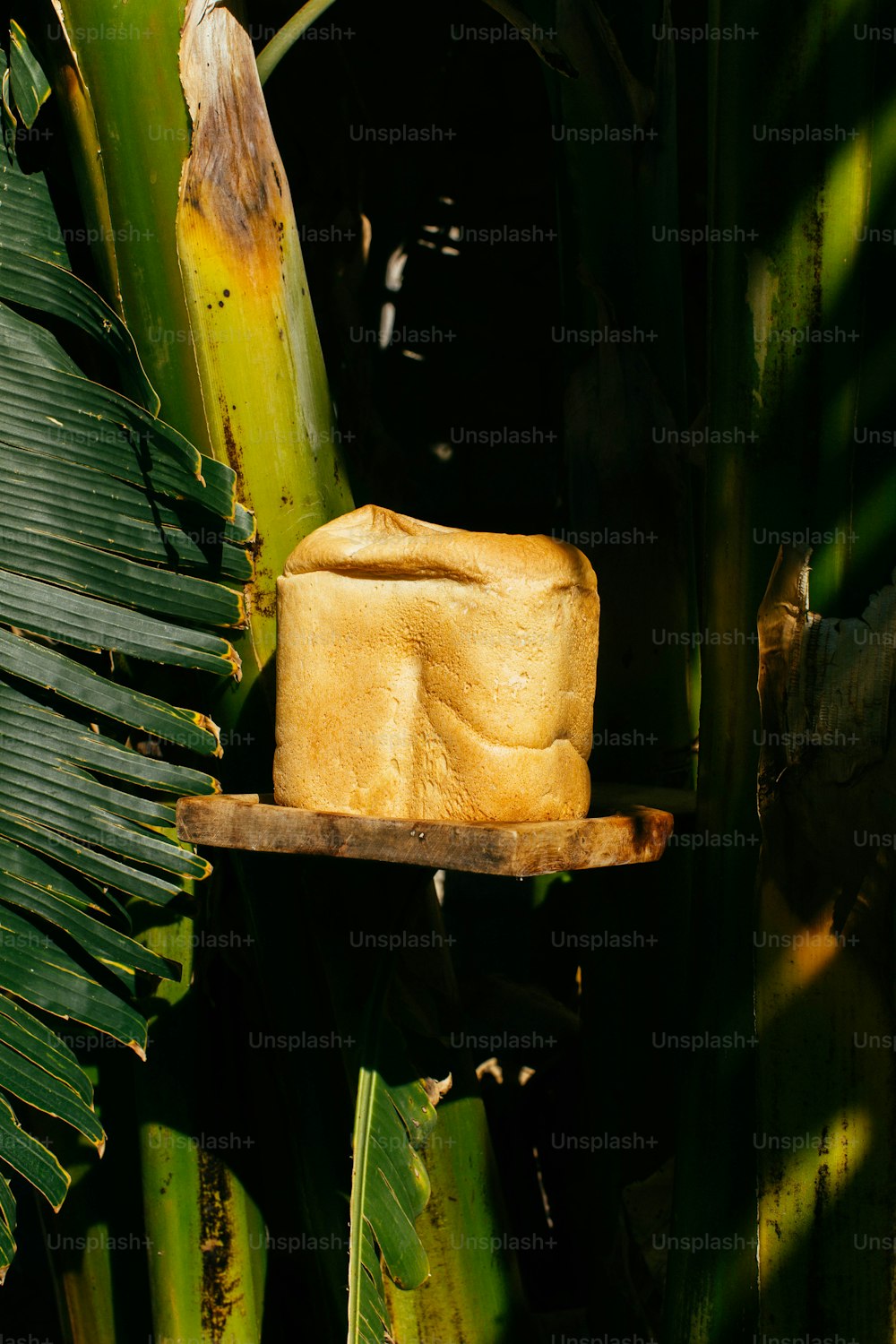 a hat from a tree