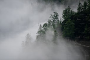 Una foresta in una giornata nebbiosa