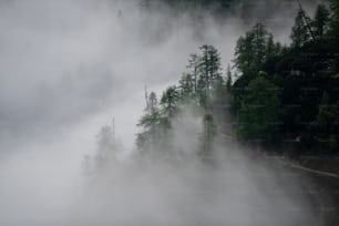 a forest on a foggy day