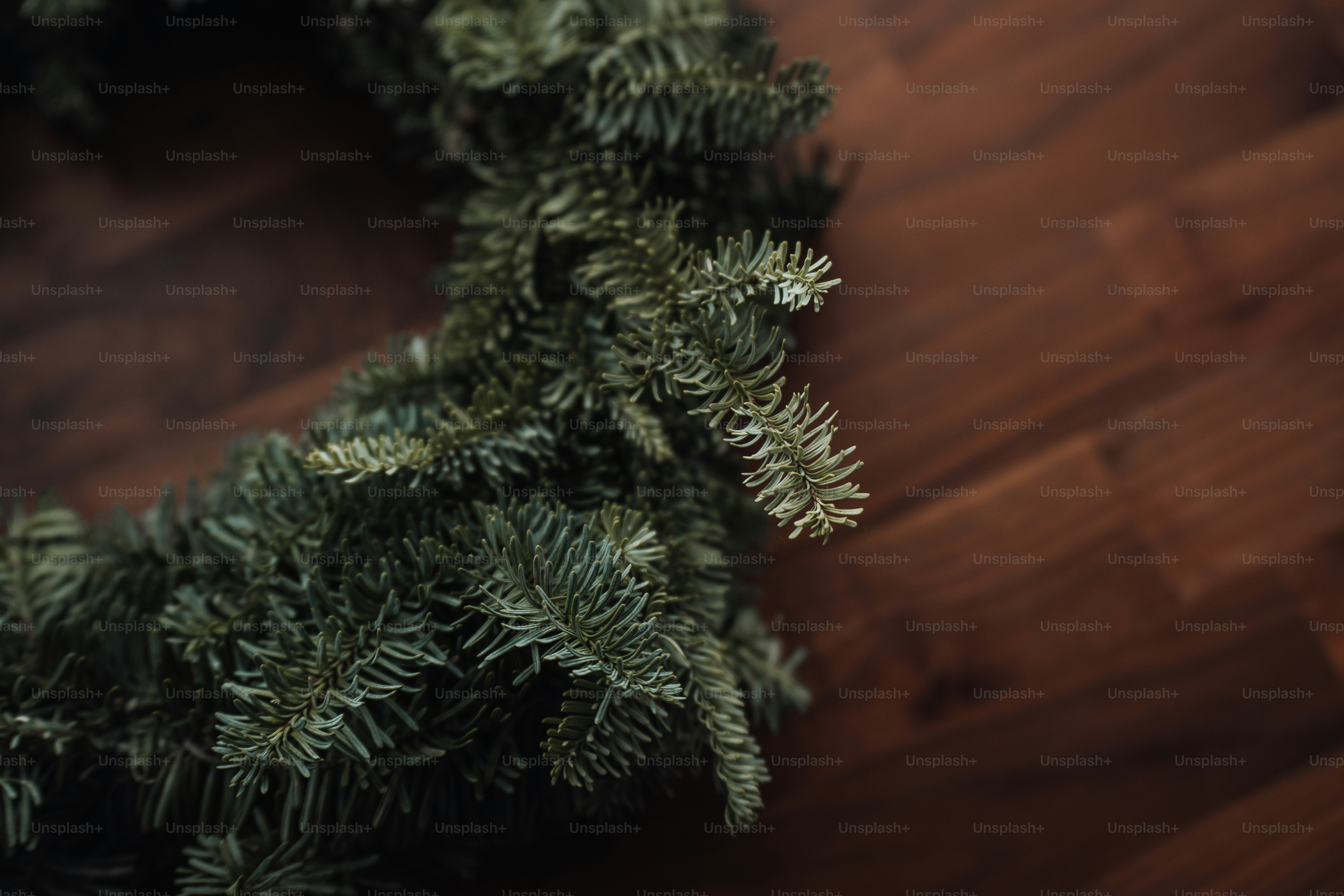 a green plant on a wooden surface