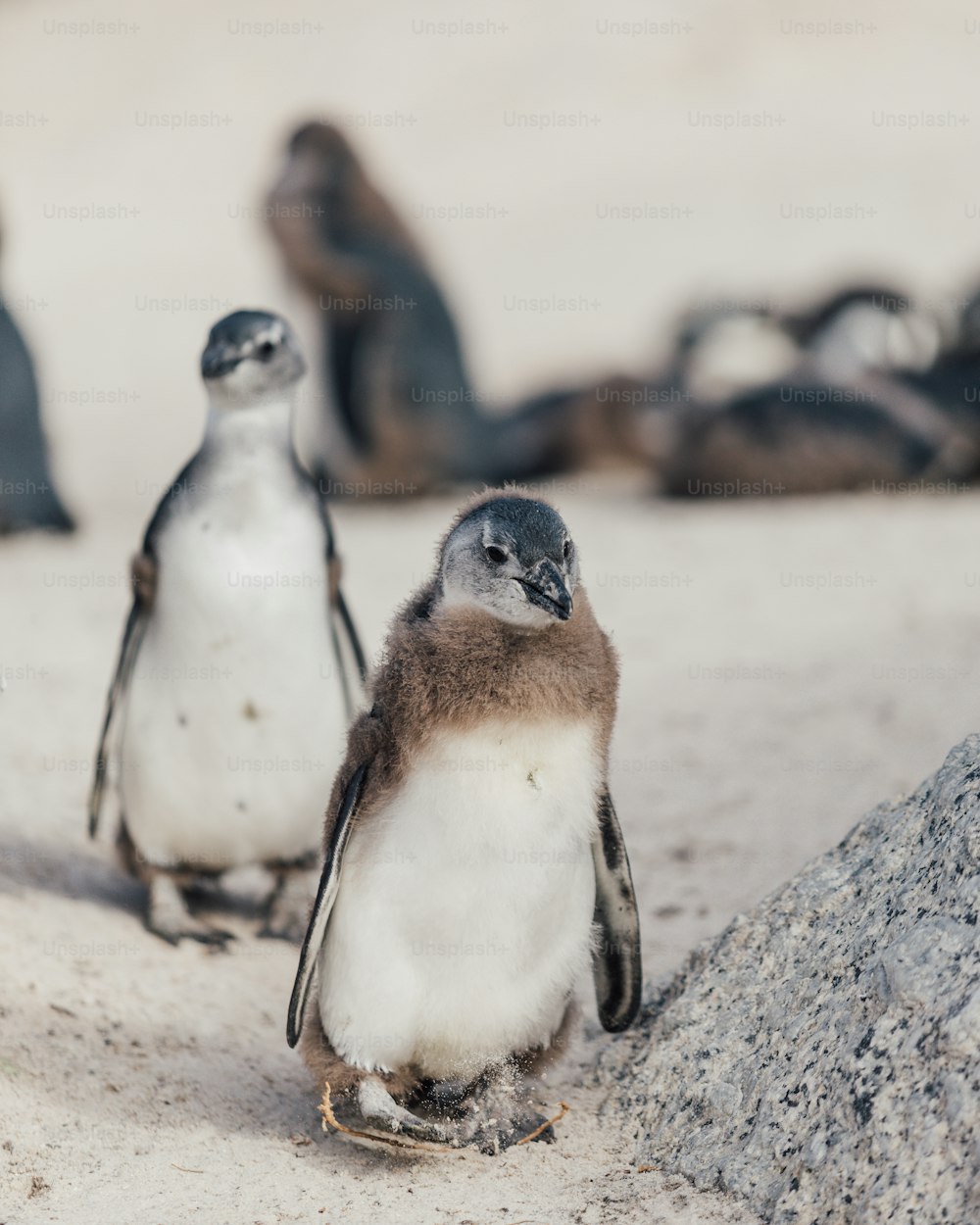Un grupo de pingüinos