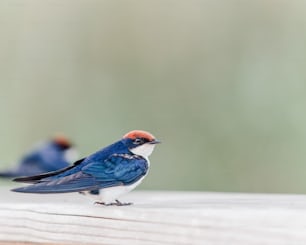 a small bird on a wood surface