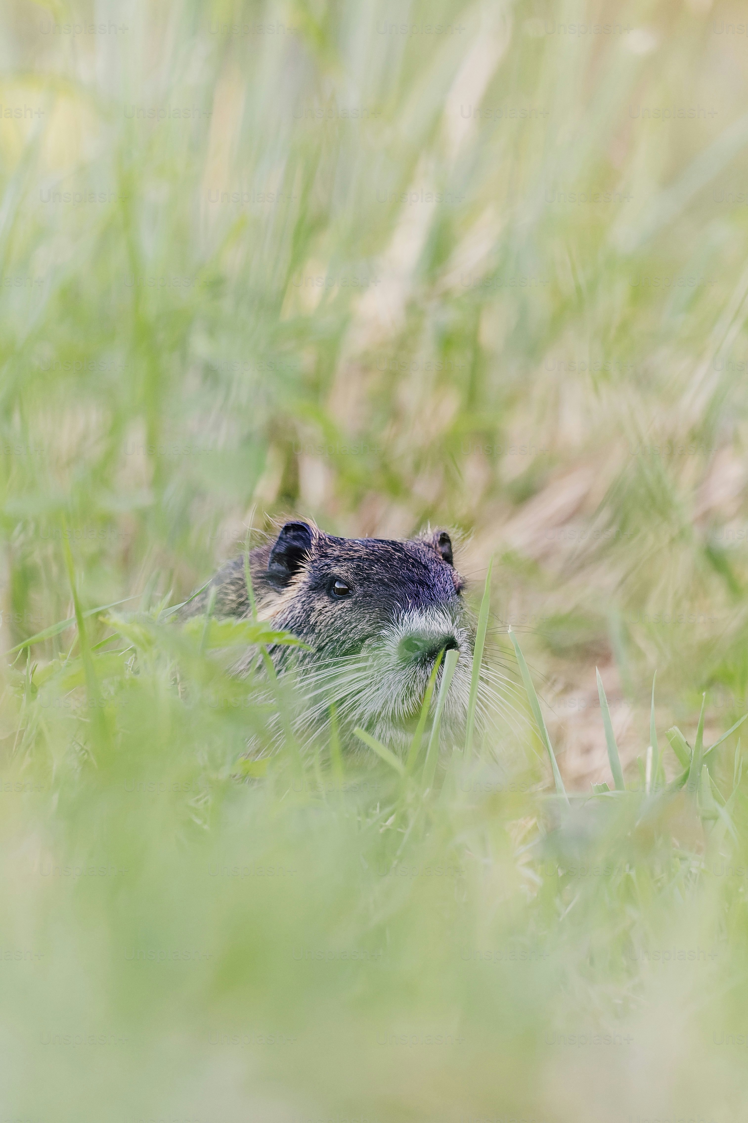 Un petit animal dans l’herbe