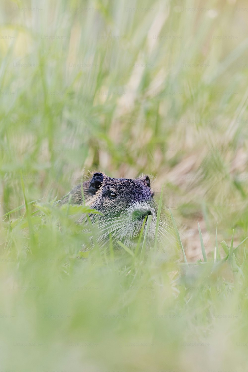 a small animal in the grass