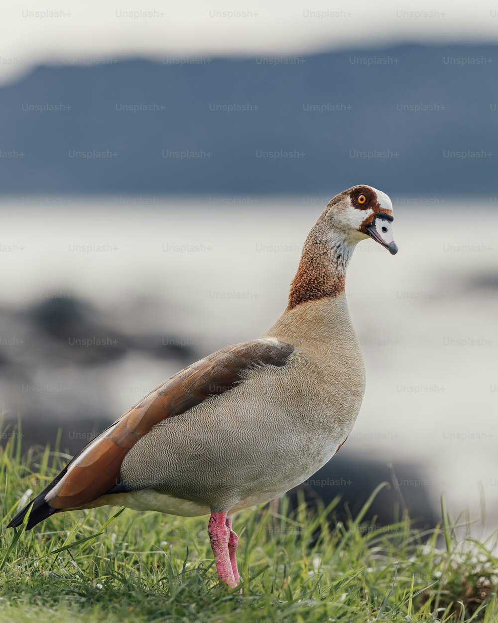 a bird standing on grass