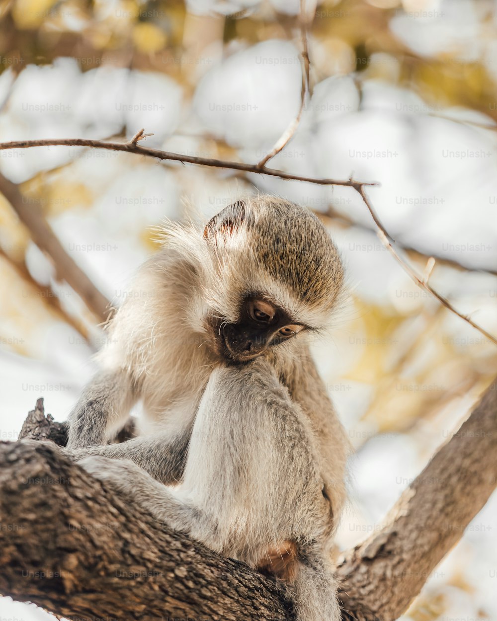 a couple of sloths on a tree branch