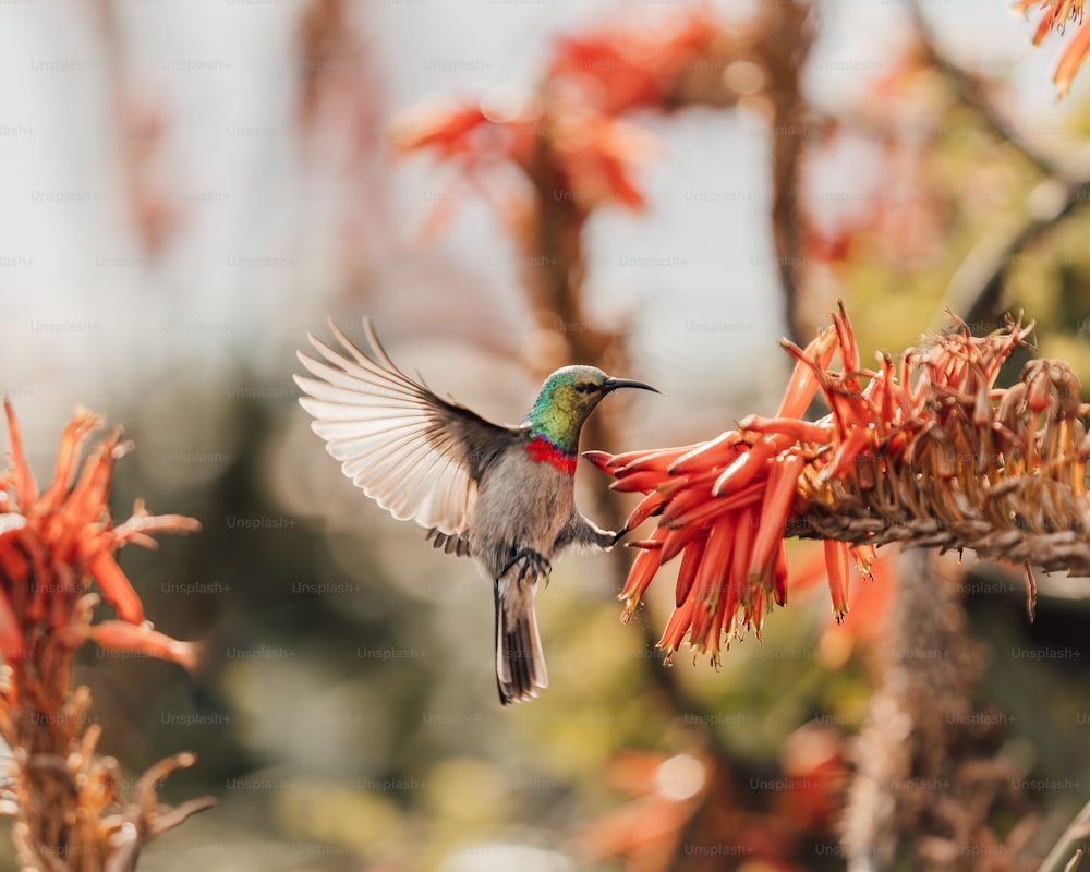a hummingbird flying near a flower