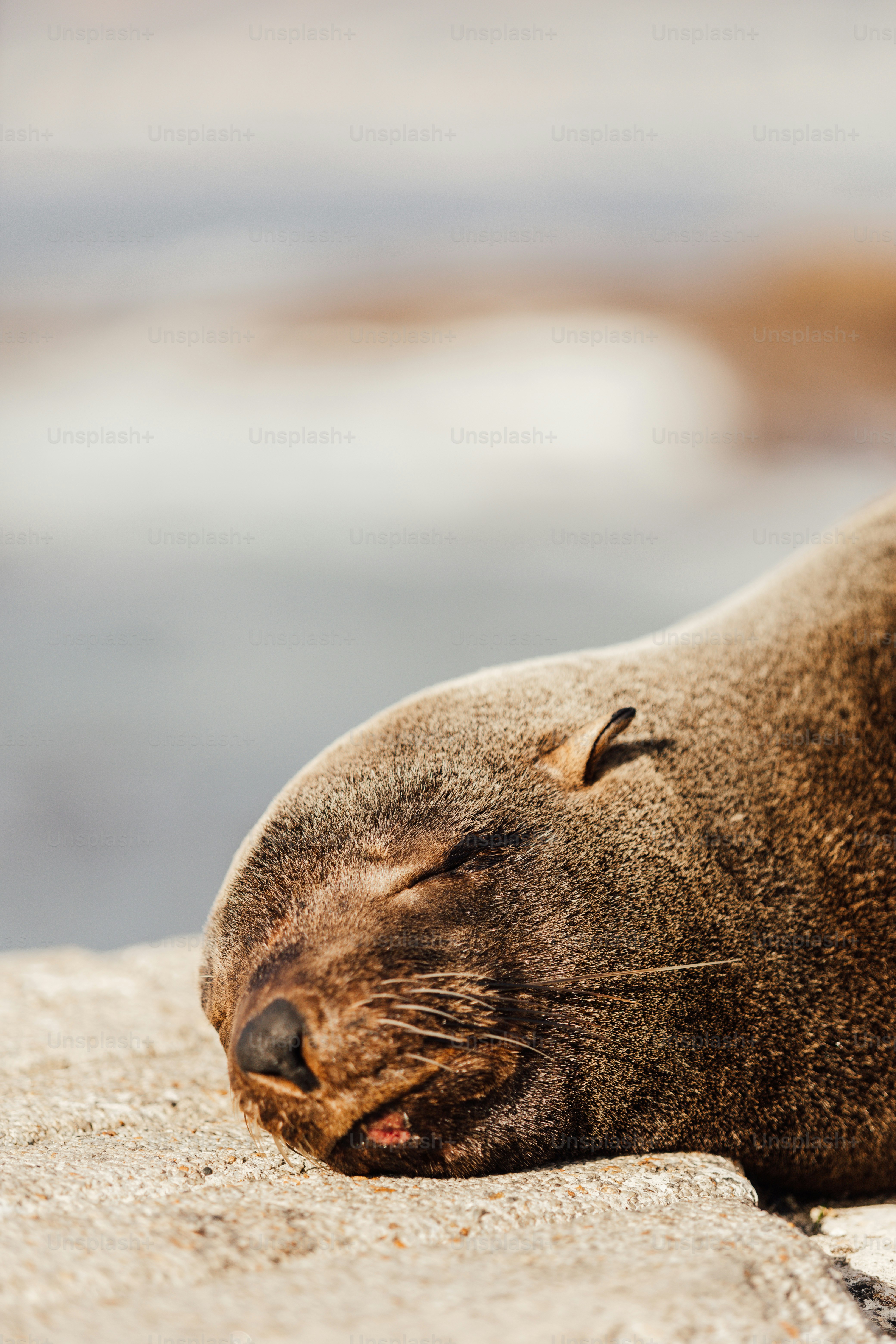 Zwei Robben schwimmen unter Wasser in einer blauen Umgebung. Foto –  Kostenloses Bild zum Thema Tier auf Unsplash, image size:3000x4500