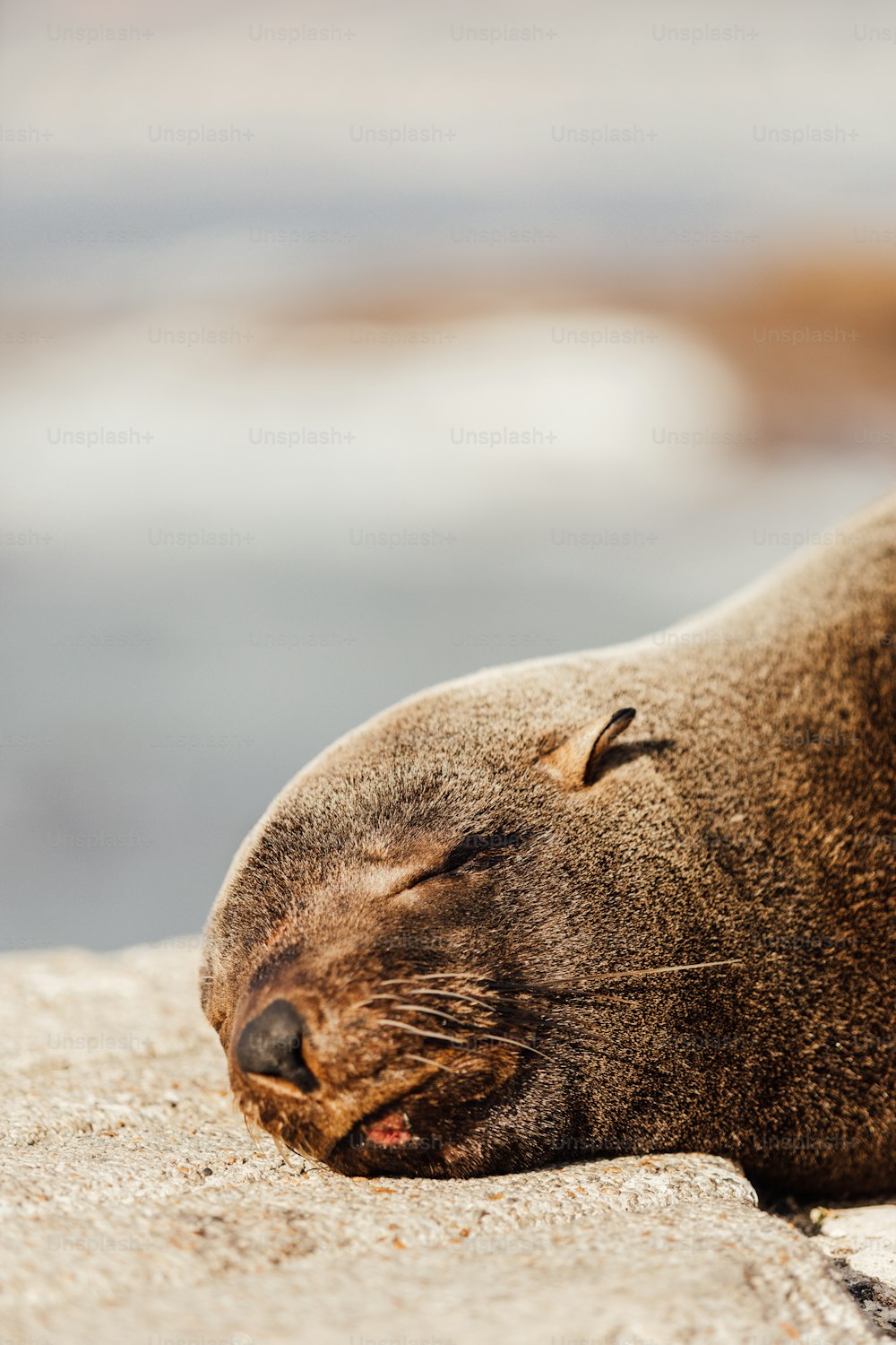 a seal lying on the sand