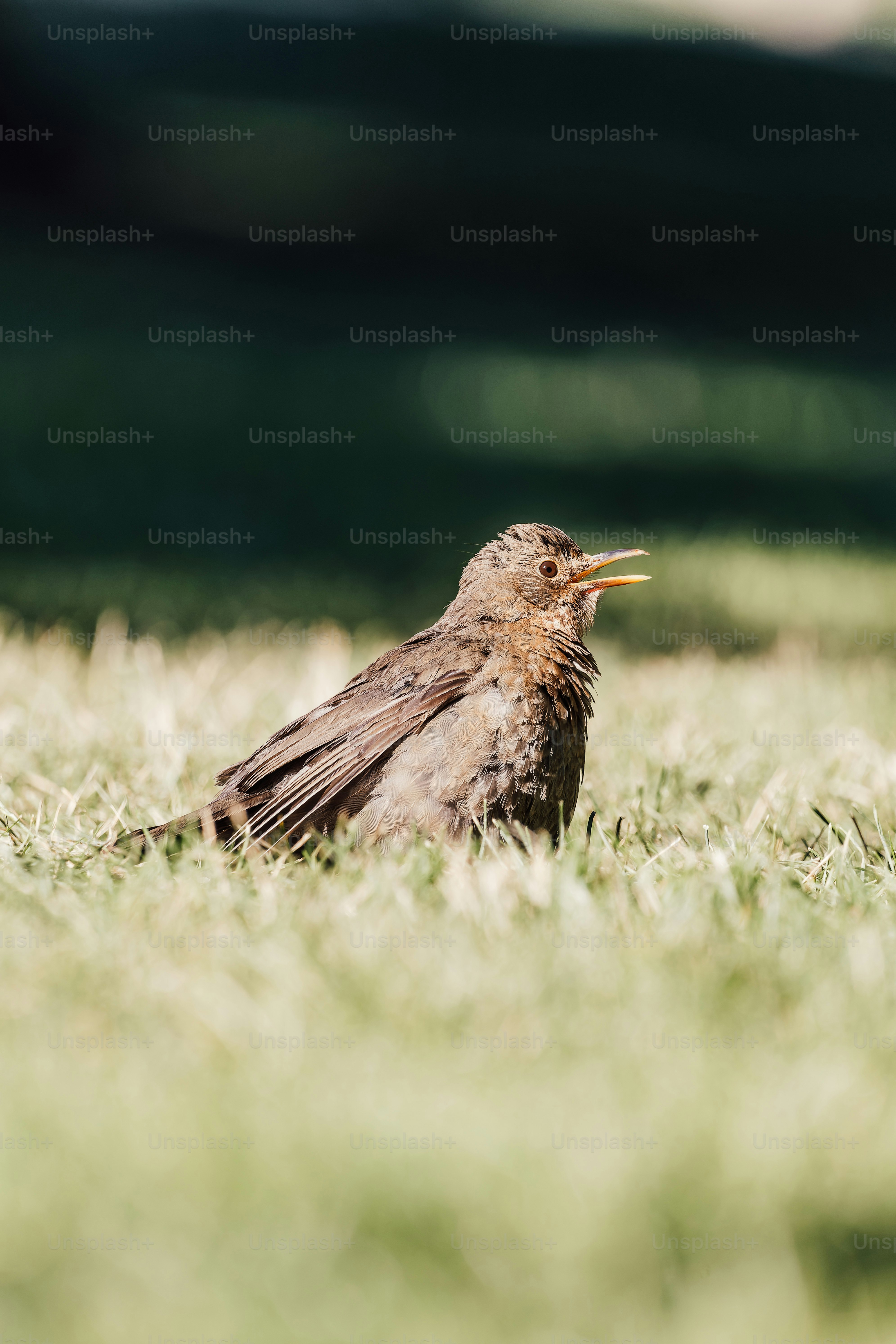a bird sitting in the grass