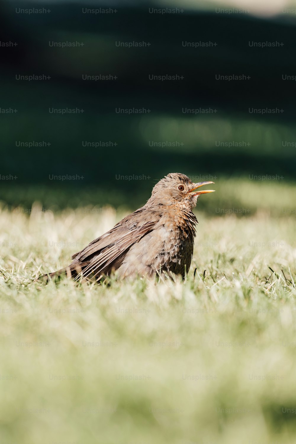Ein Vogel sitzt im Gras