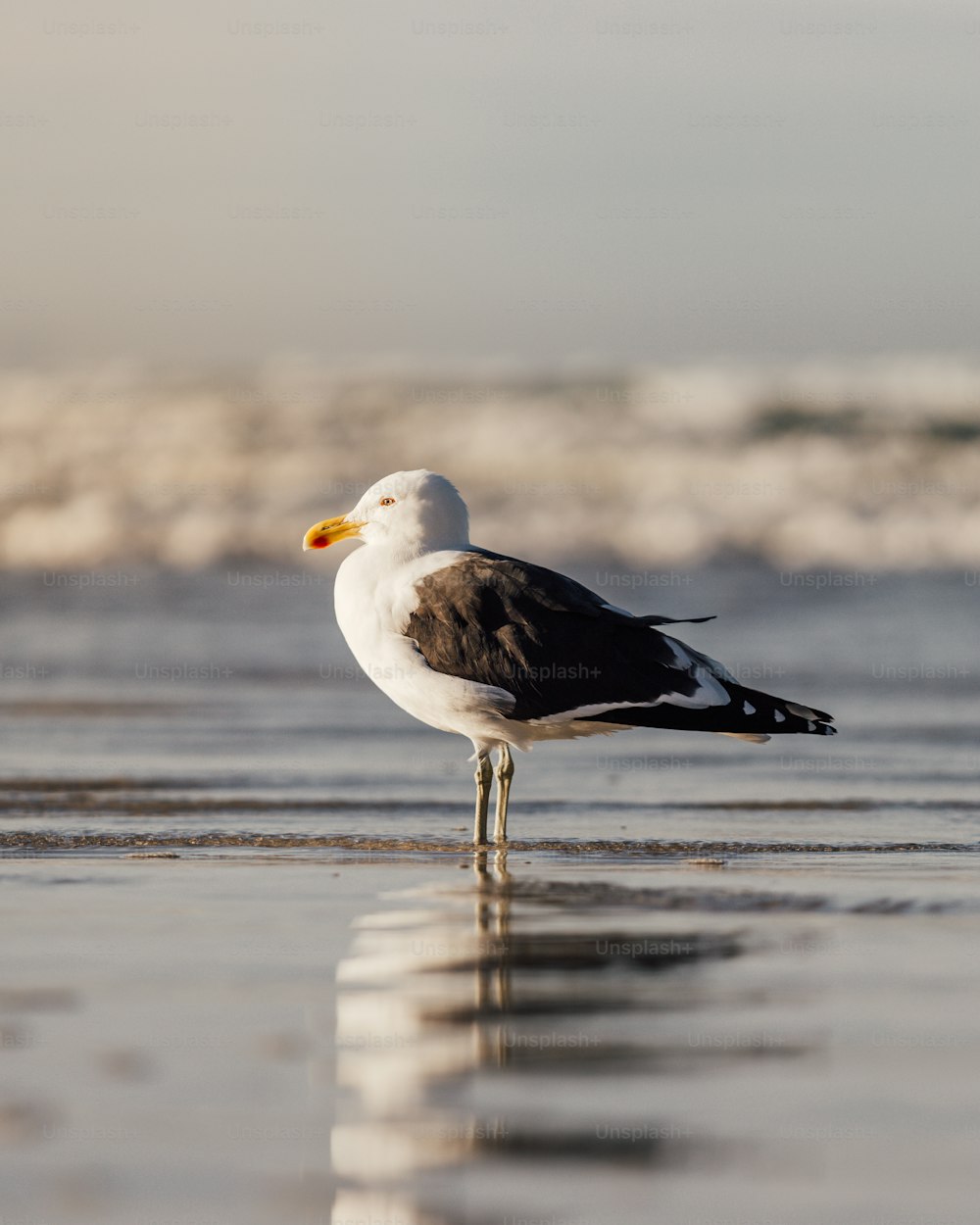um pássaro em pé na praia