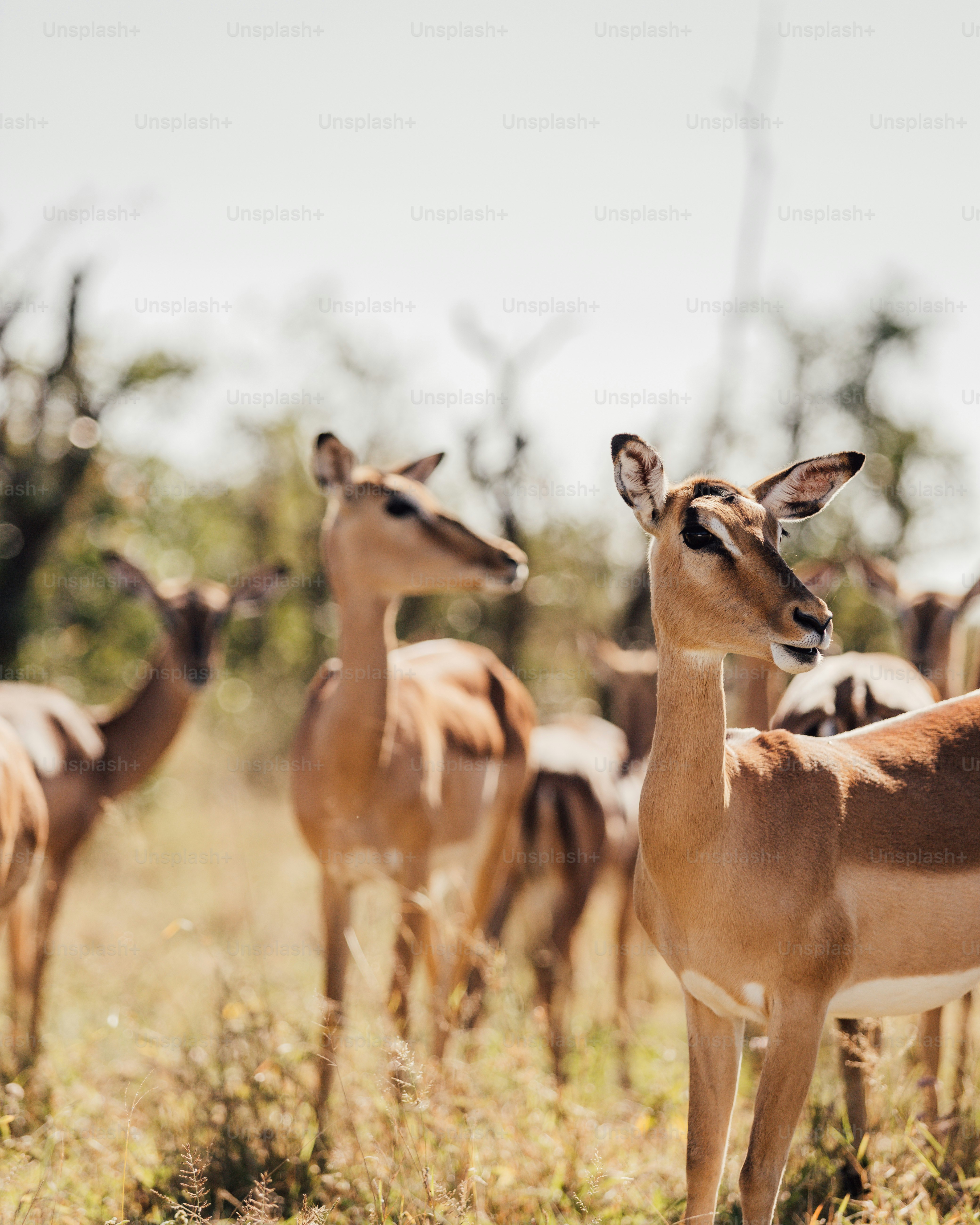 a group of deer in a field