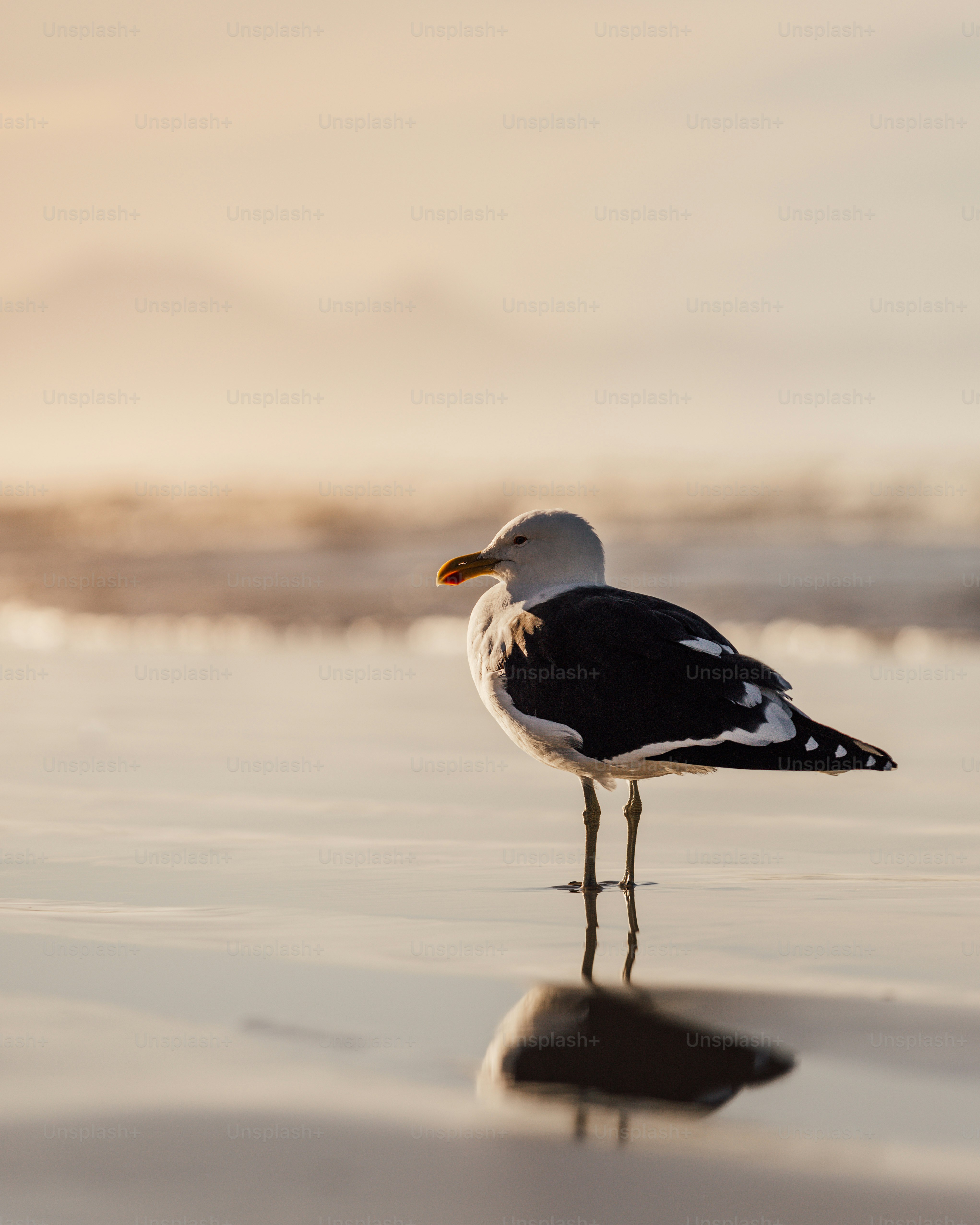 a bird standing on the beach