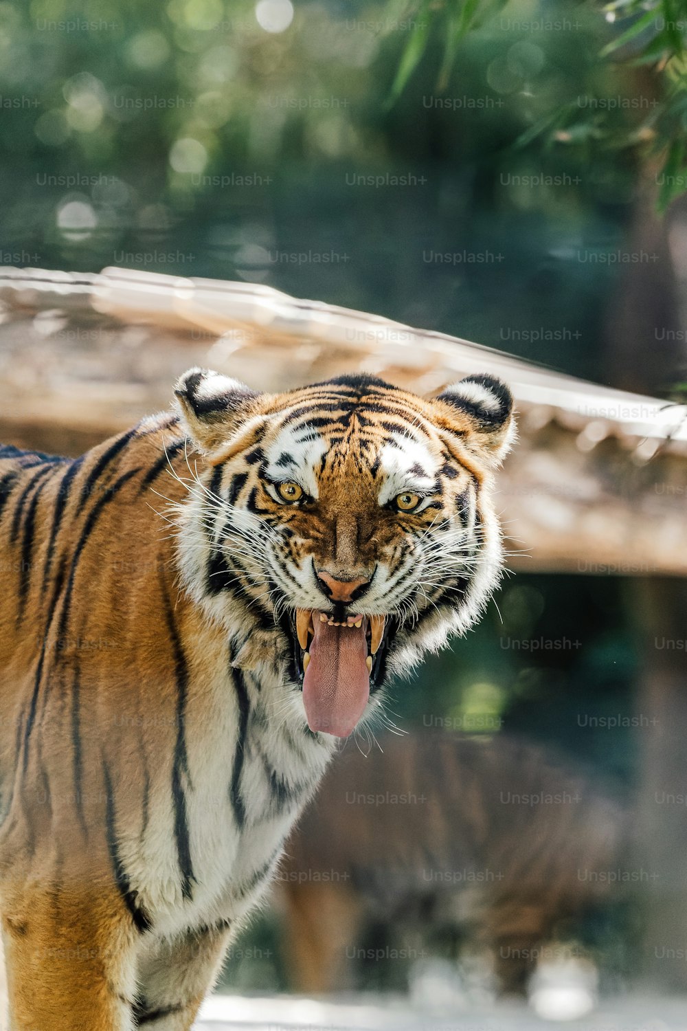 Ein Tiger mit herausgestreckter Zunge