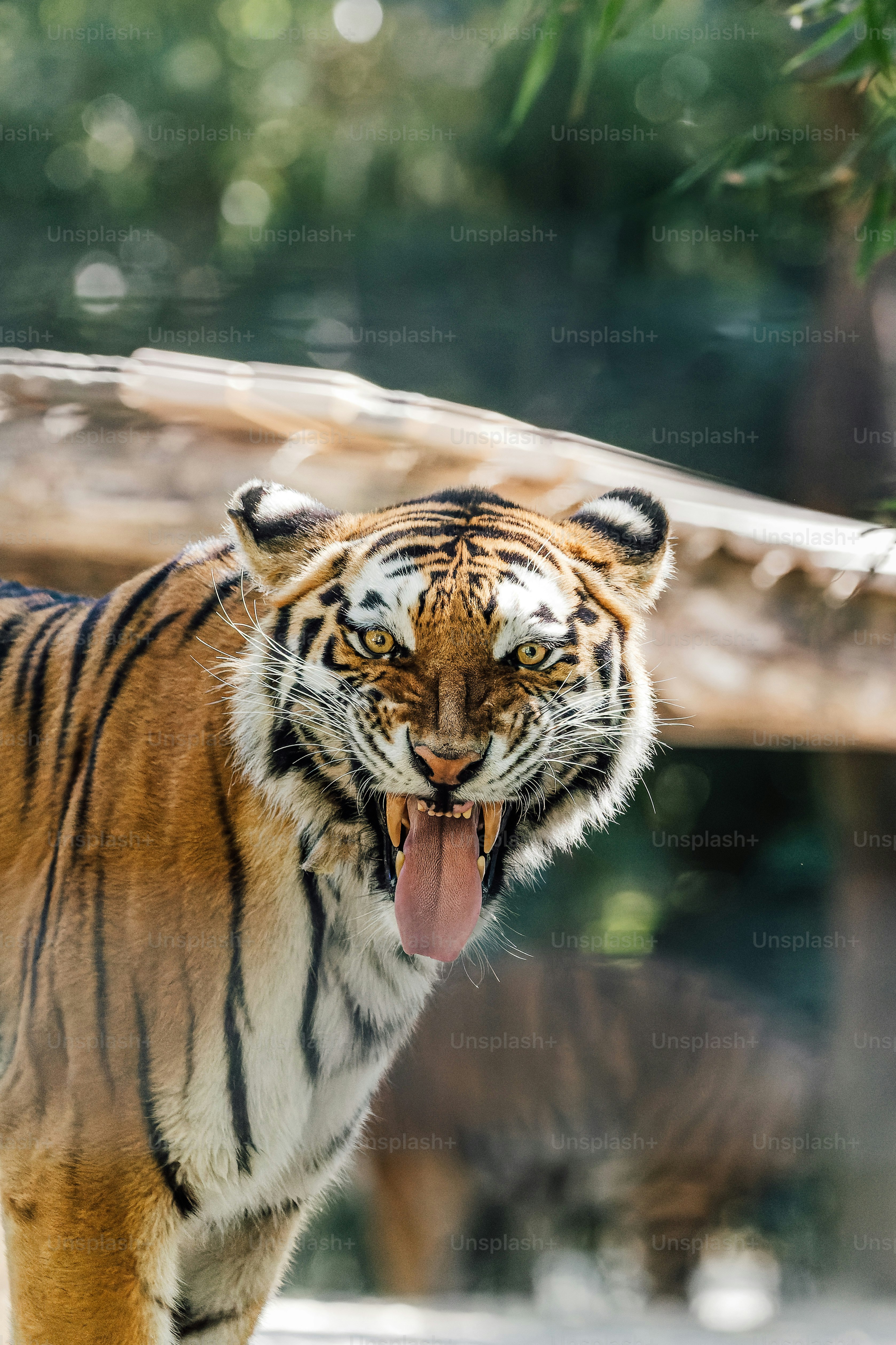 Wild Tiger