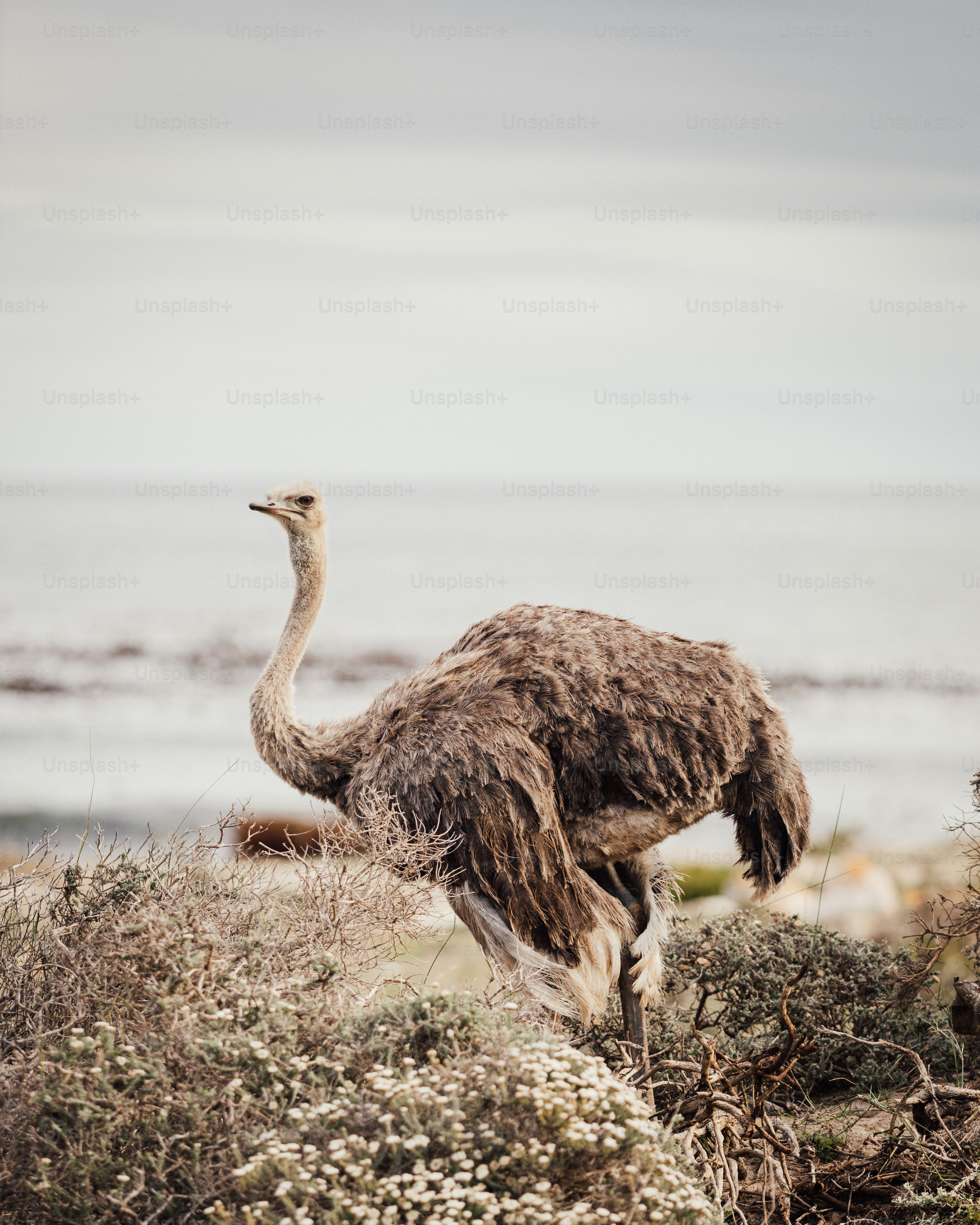 100+ Ostrich Pictures | Download Free Images on Unsplash