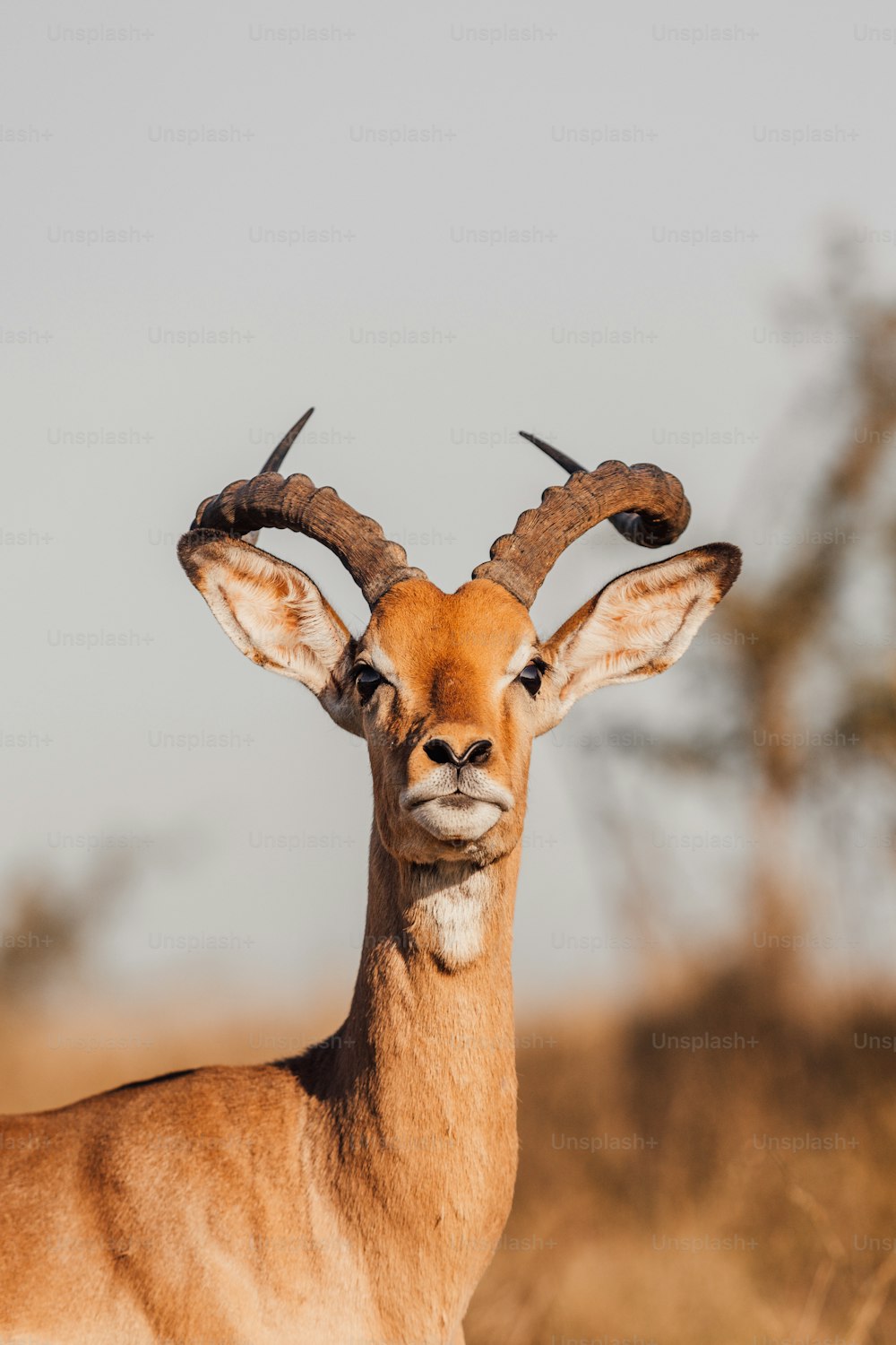 a deer with antlers