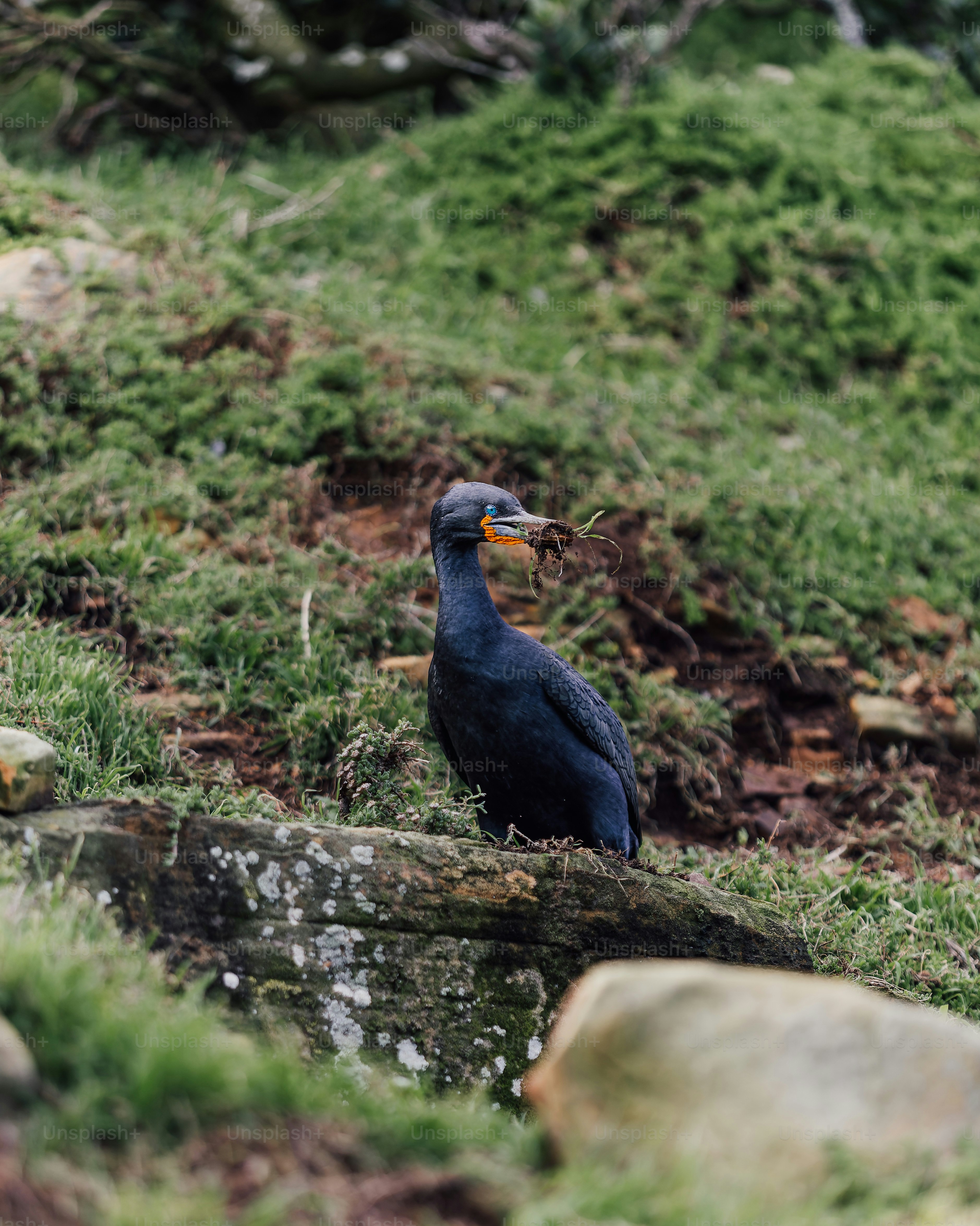 a bird standing on a rock
