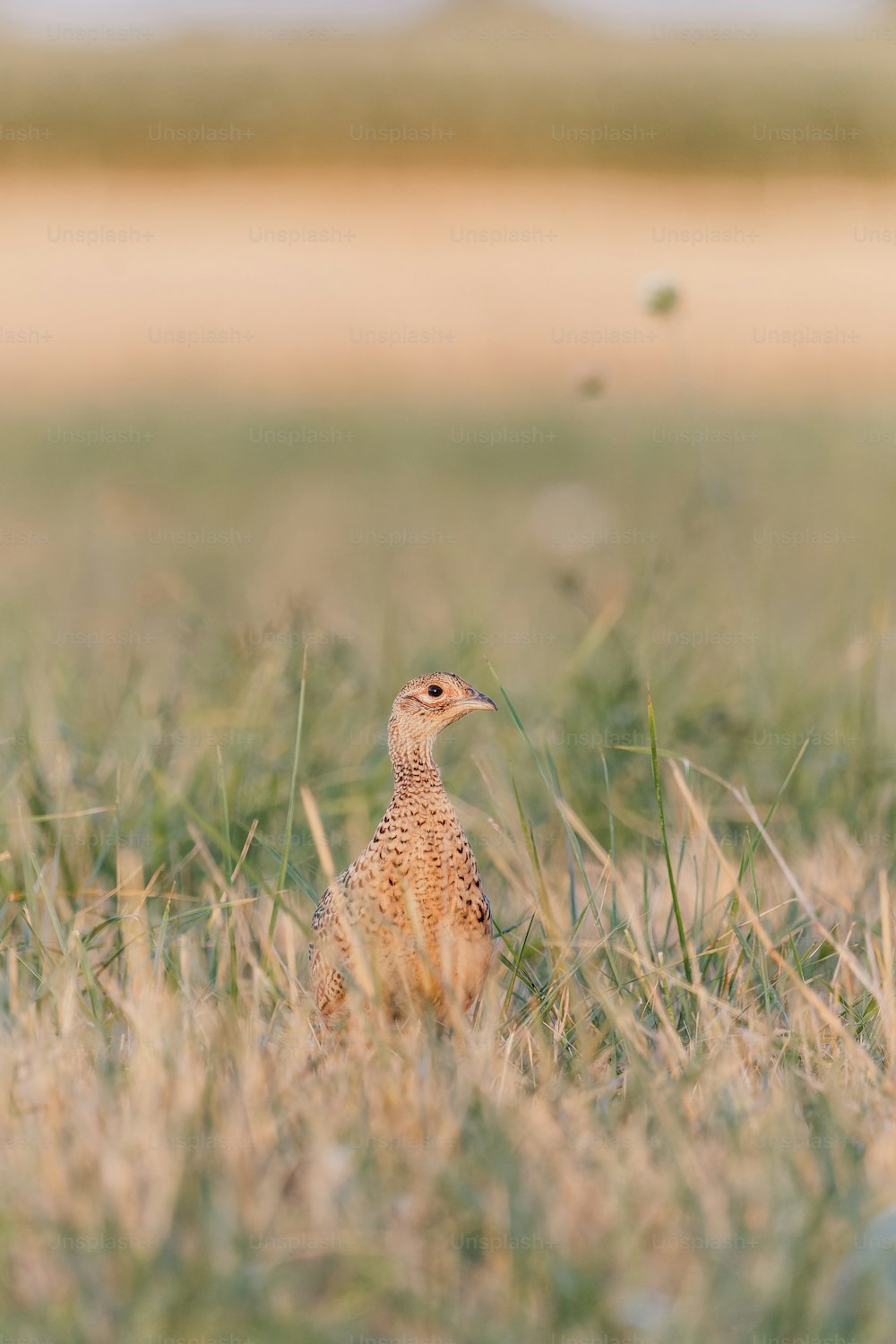 un uccello in piedi in un campo
