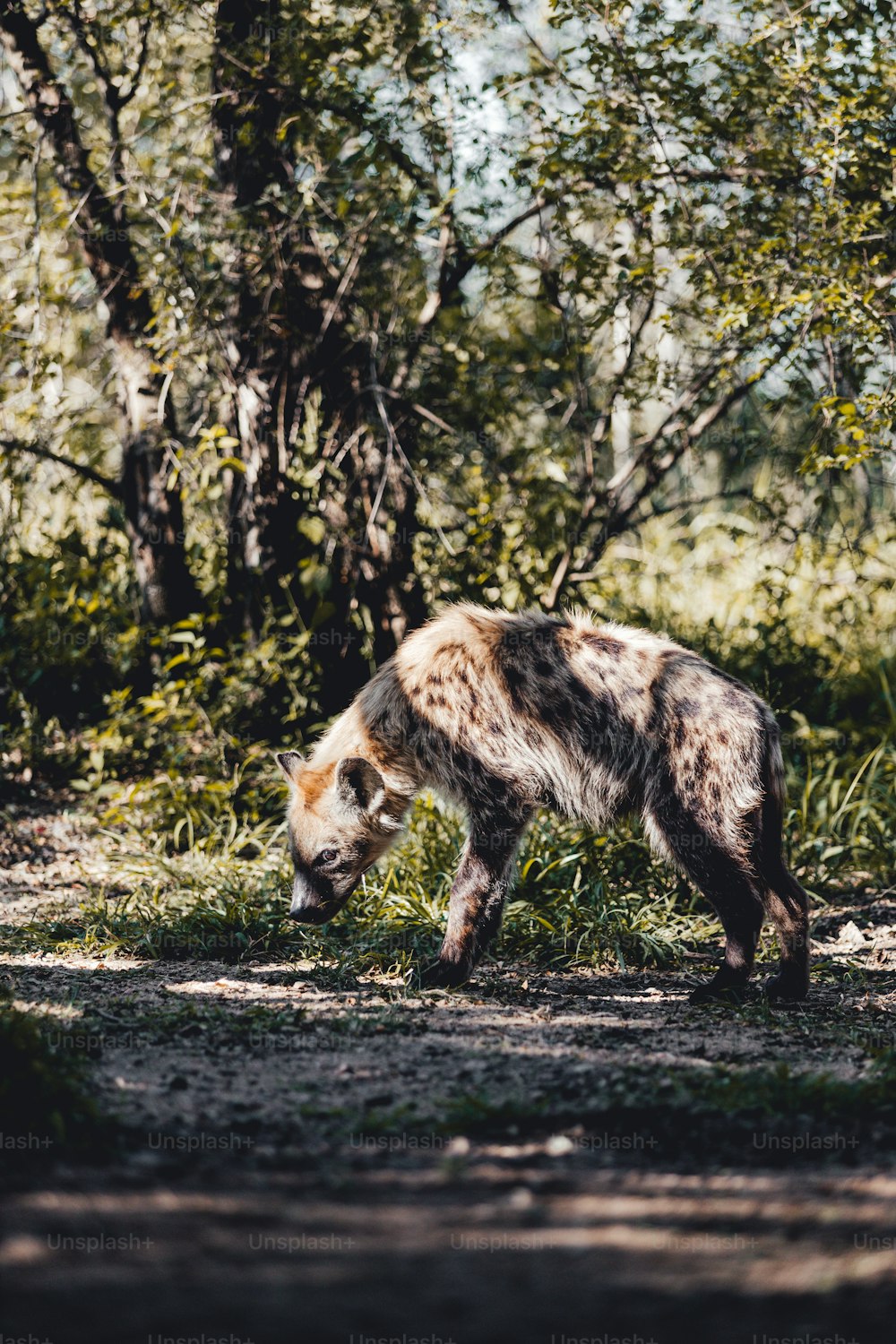 Una iena che cammina nell'erba
