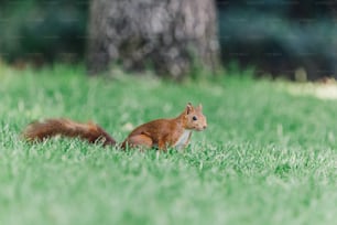 Uno scoiattolo nell'erba