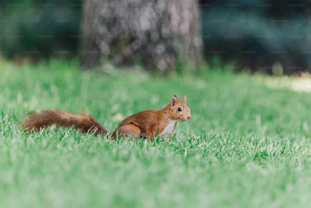 Un écureuil dans l’herbe
